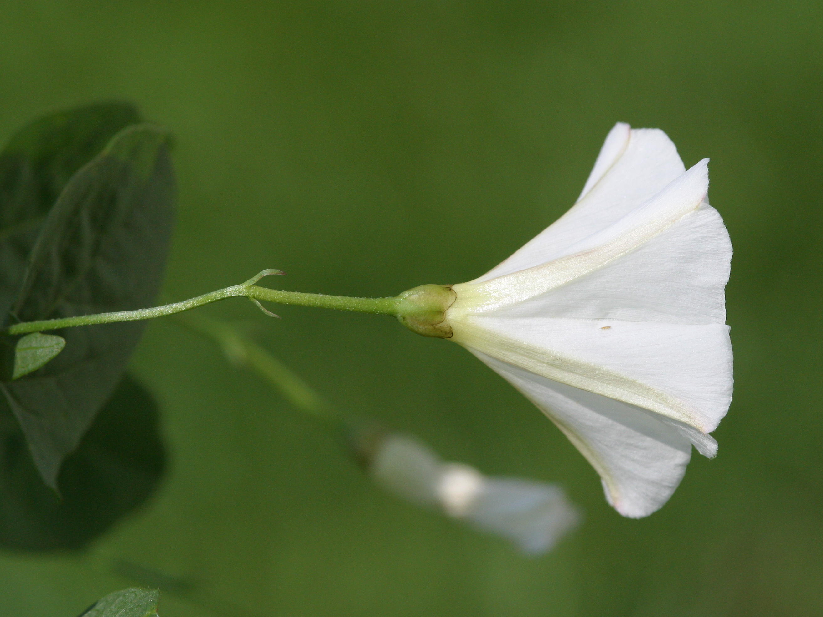 Afficher le média convolvulus_arvensis3bd convolvulus_arvensis3bd