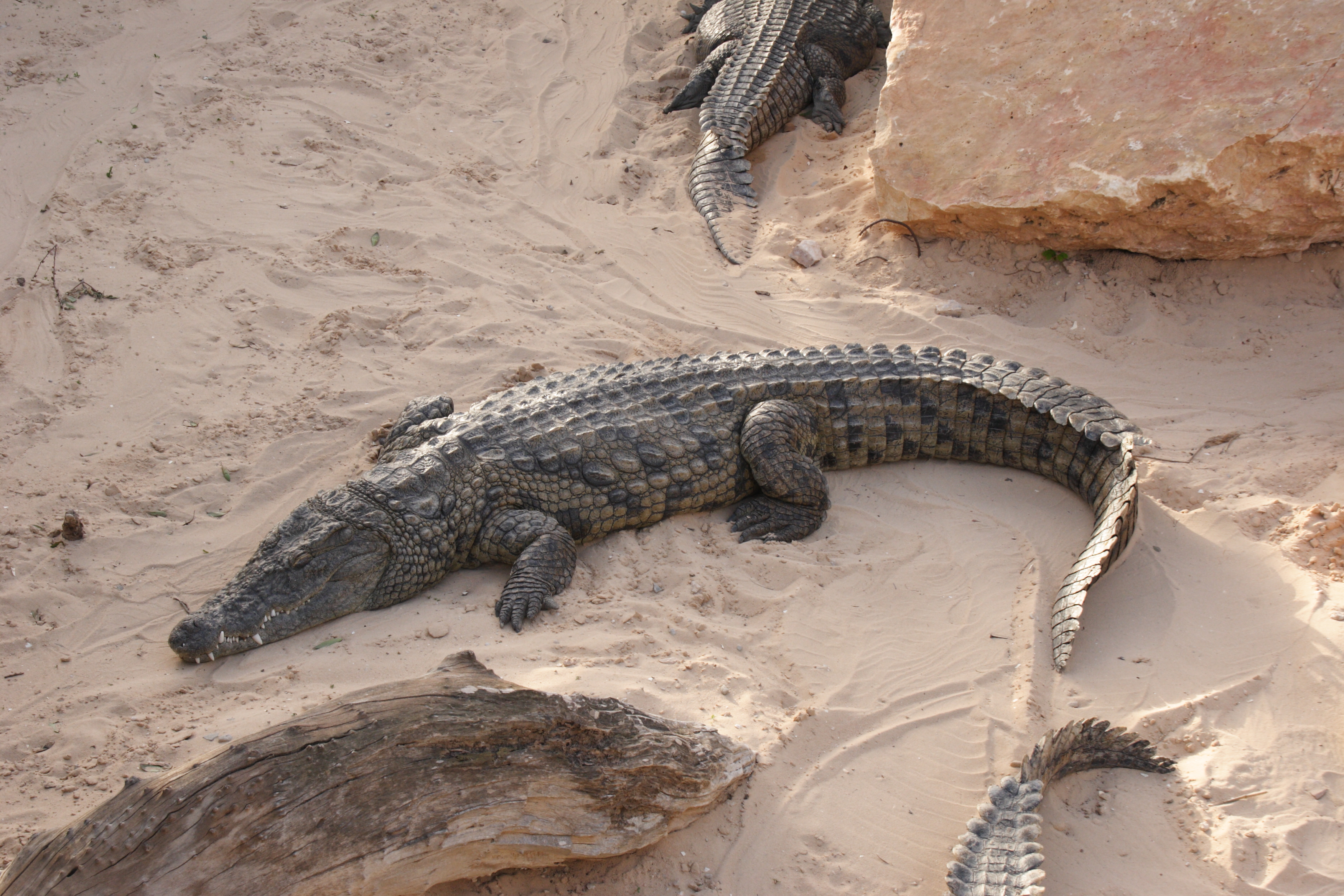 crocodylus_niloticus1bd