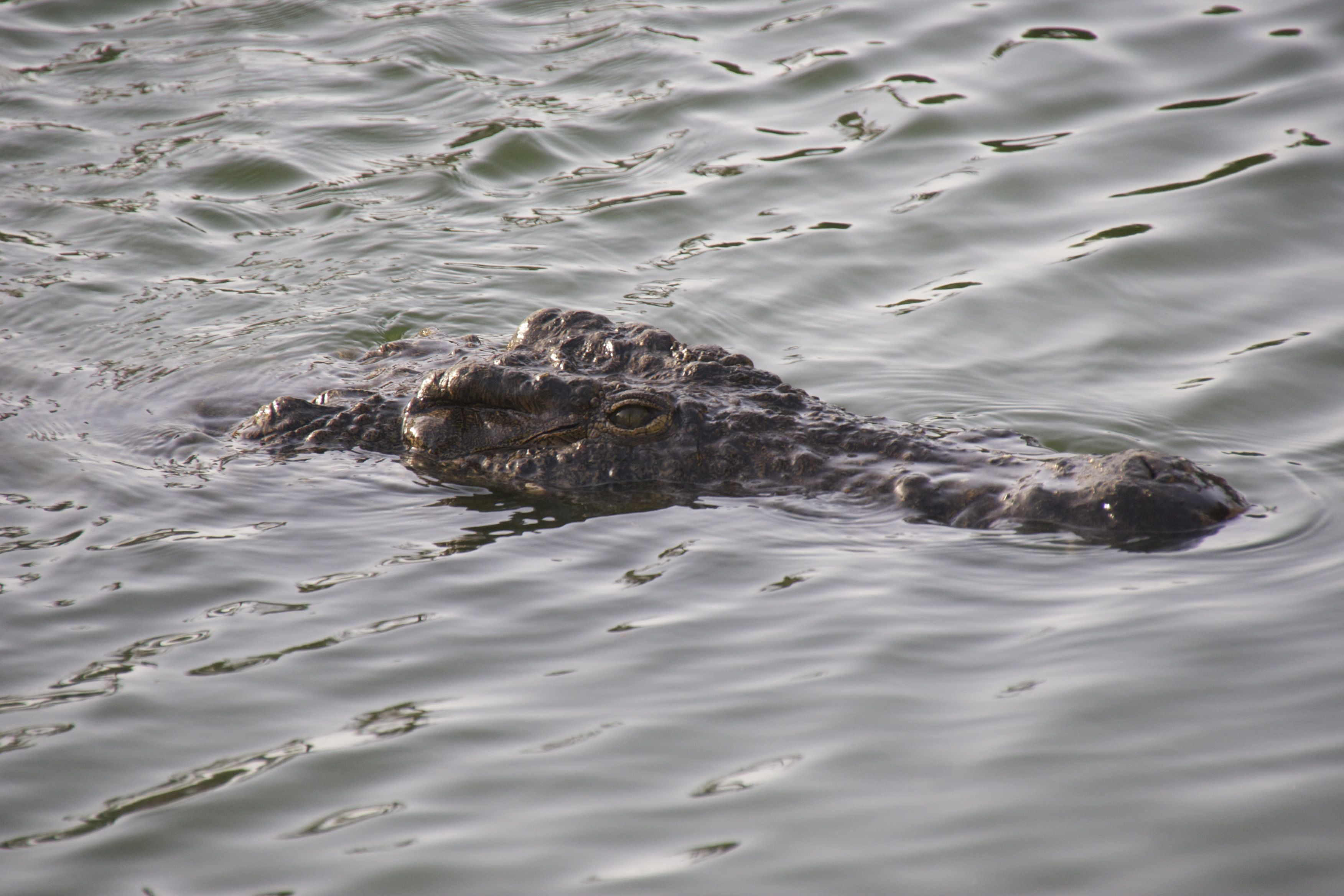 crocodylus_niloticus4bd