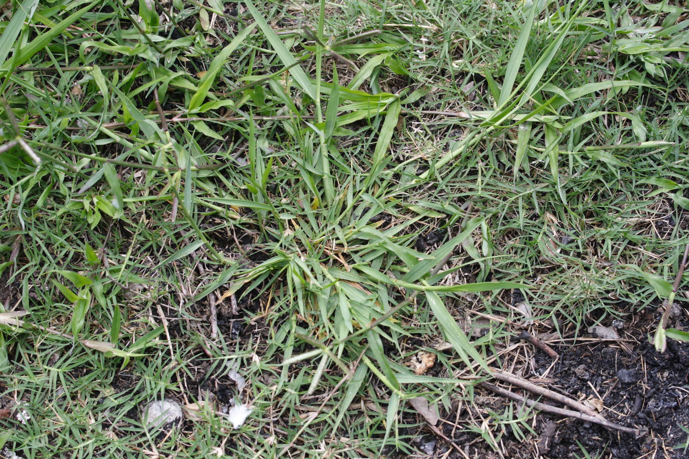 Afficher le média dactyloctenium_aegyptium2md dactyloctenium_aegyptium2md