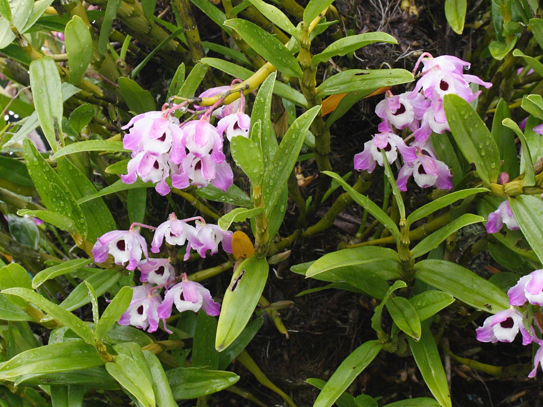 dendrobium_nobile2md