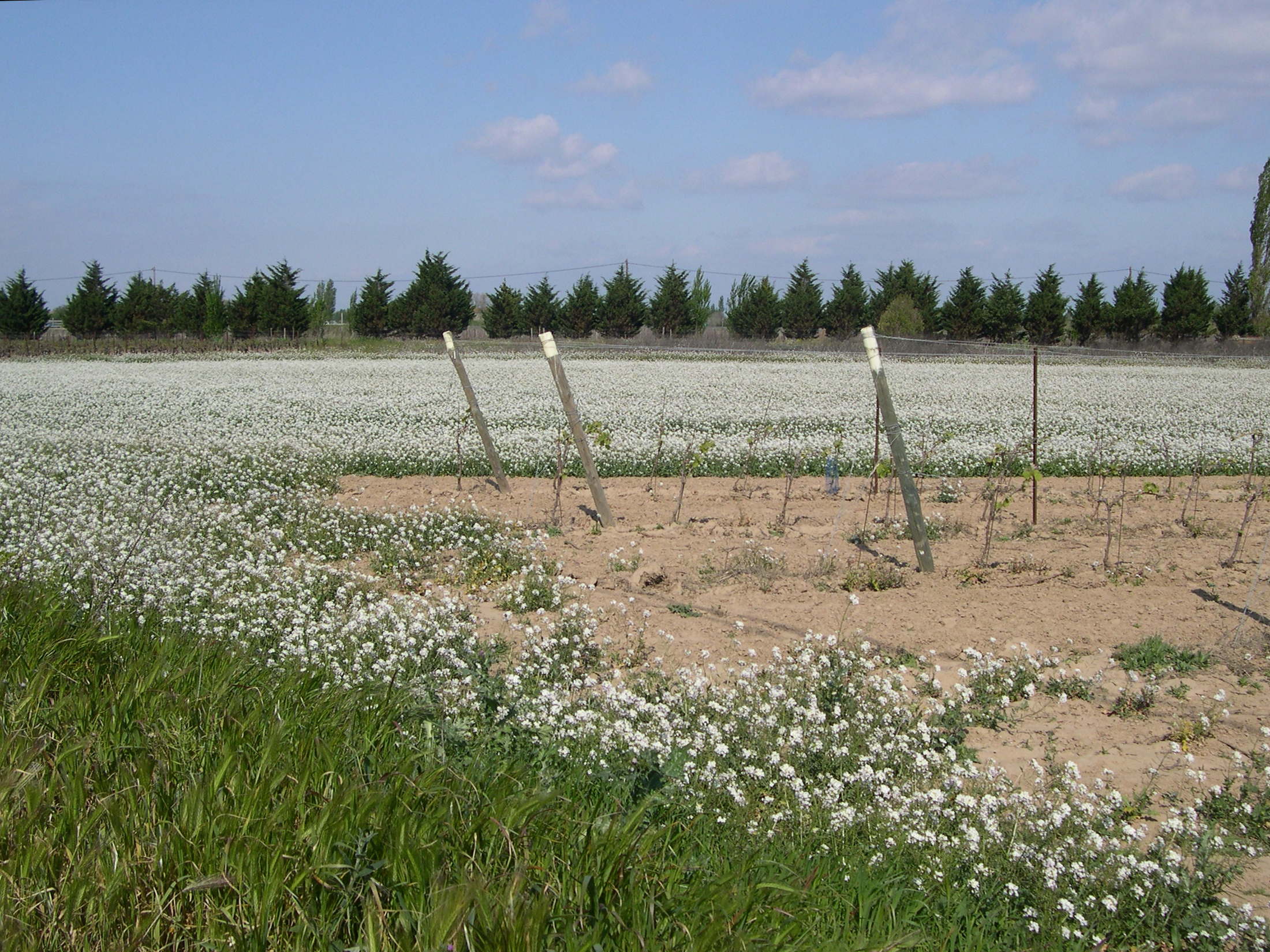 Afficher le média diplotaxis_erucoides5md diplotaxis_erucoides5md