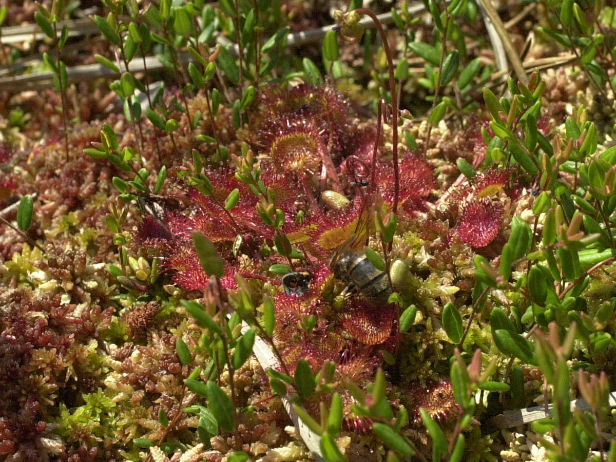 drosera_rotundifolia3md
