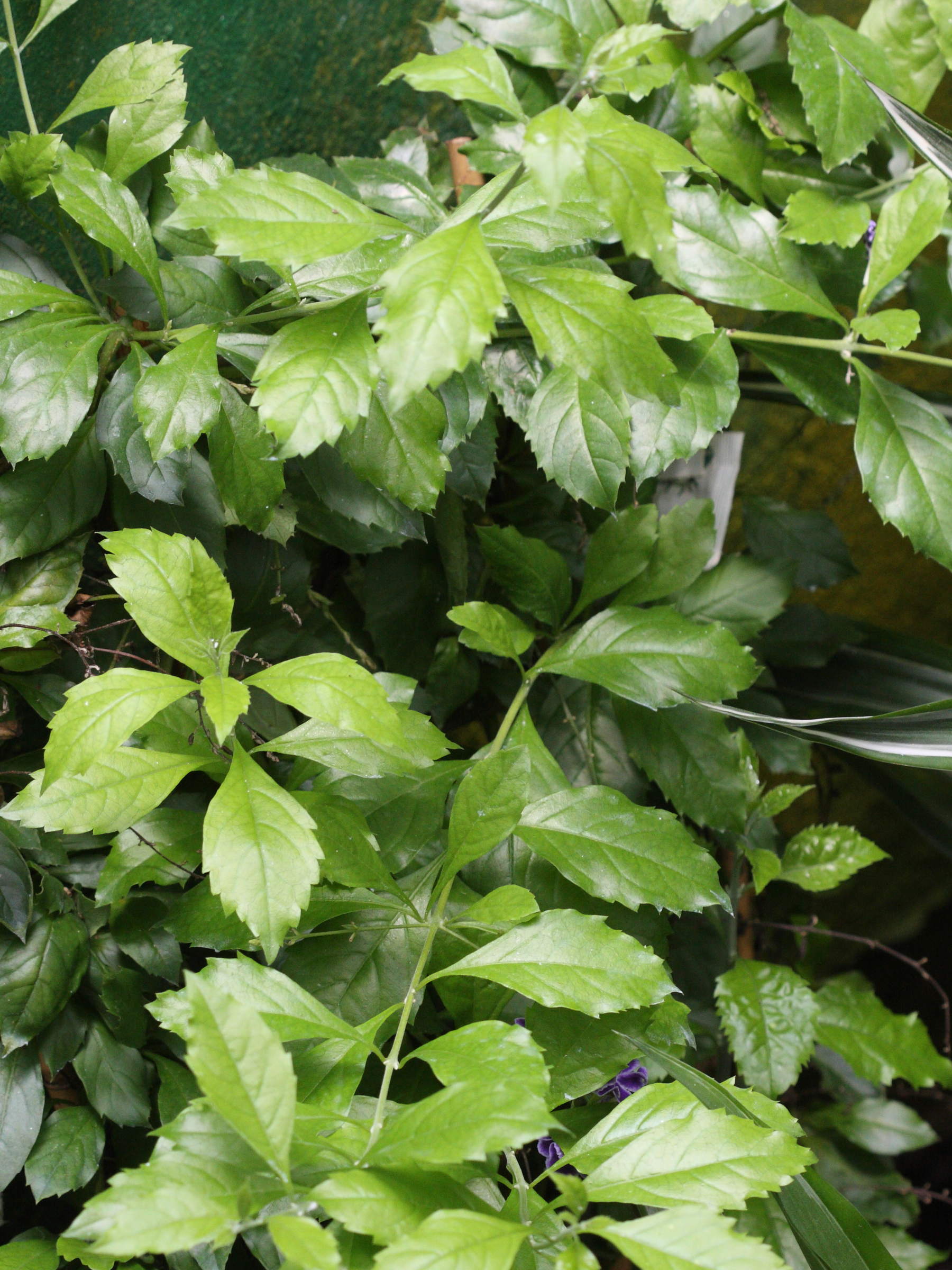 Afficher le média duranta_erecta1bd duranta_erecta1bd