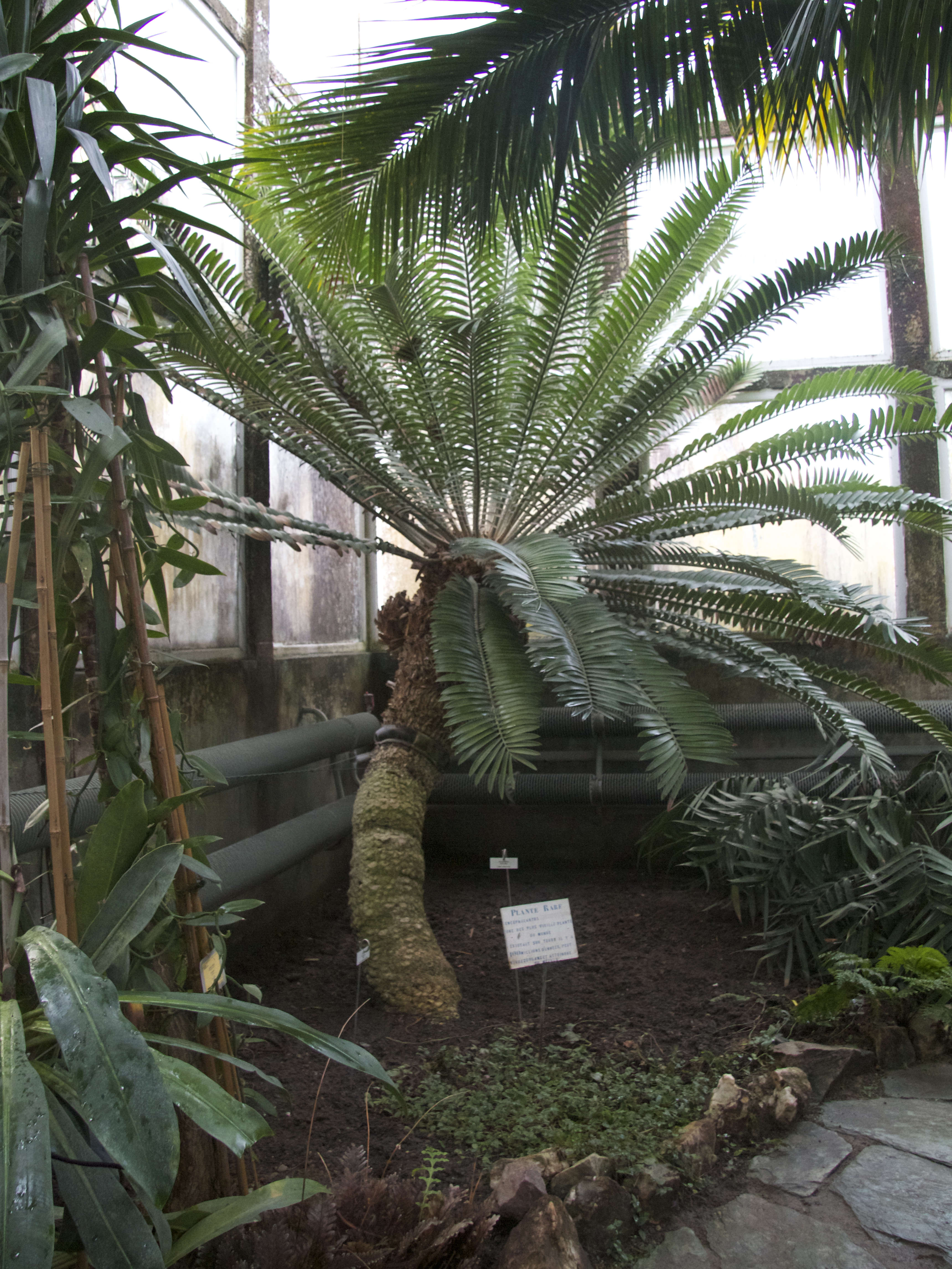 Afficher le média encephalartos_altensteinii2bd encephalartos_altensteinii2bd