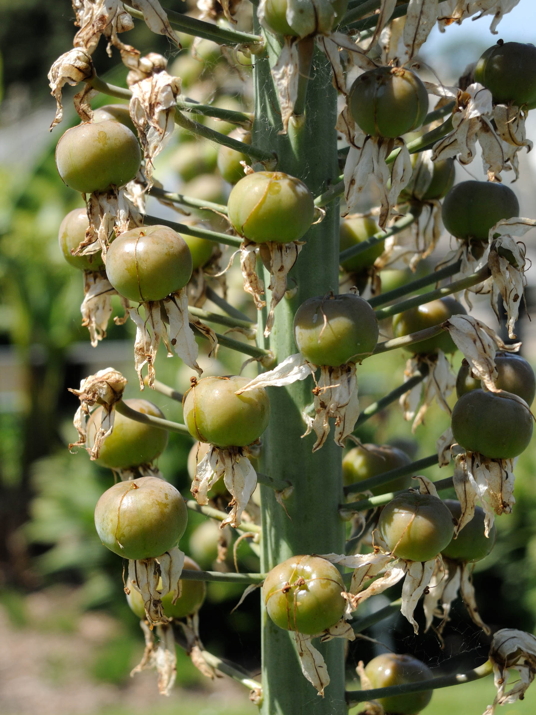 eremurus_robustus3md