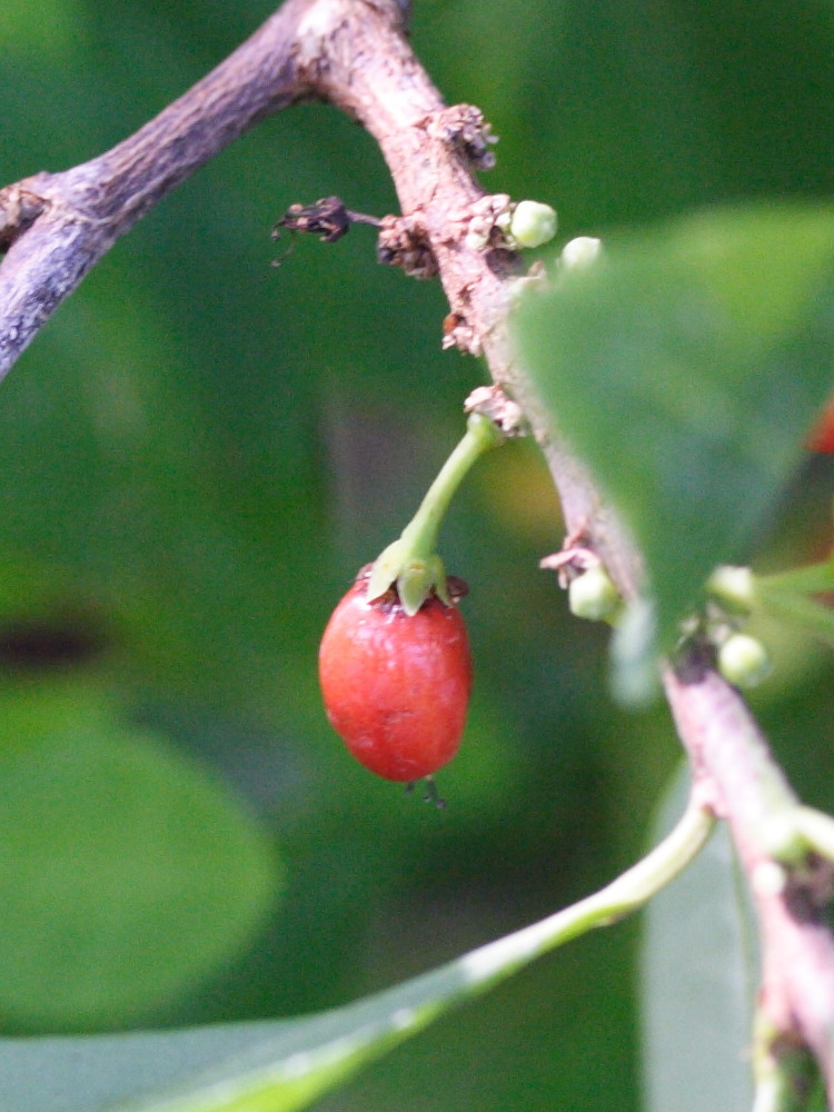 erythroxylum_coca3md