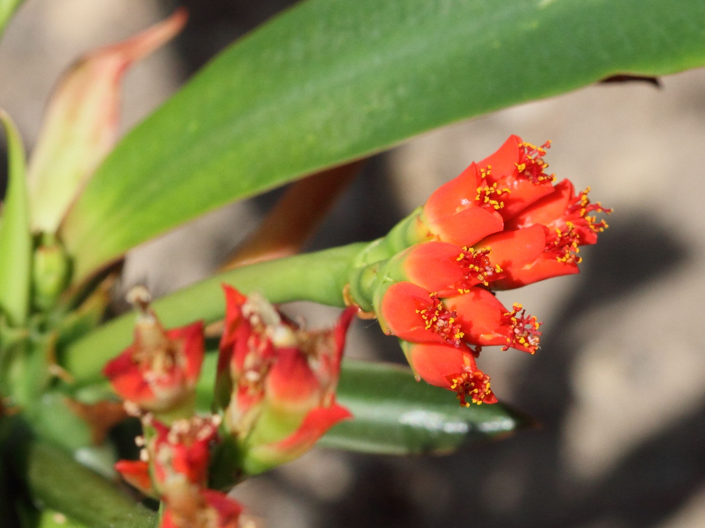 euphorbia_viguieri3bd