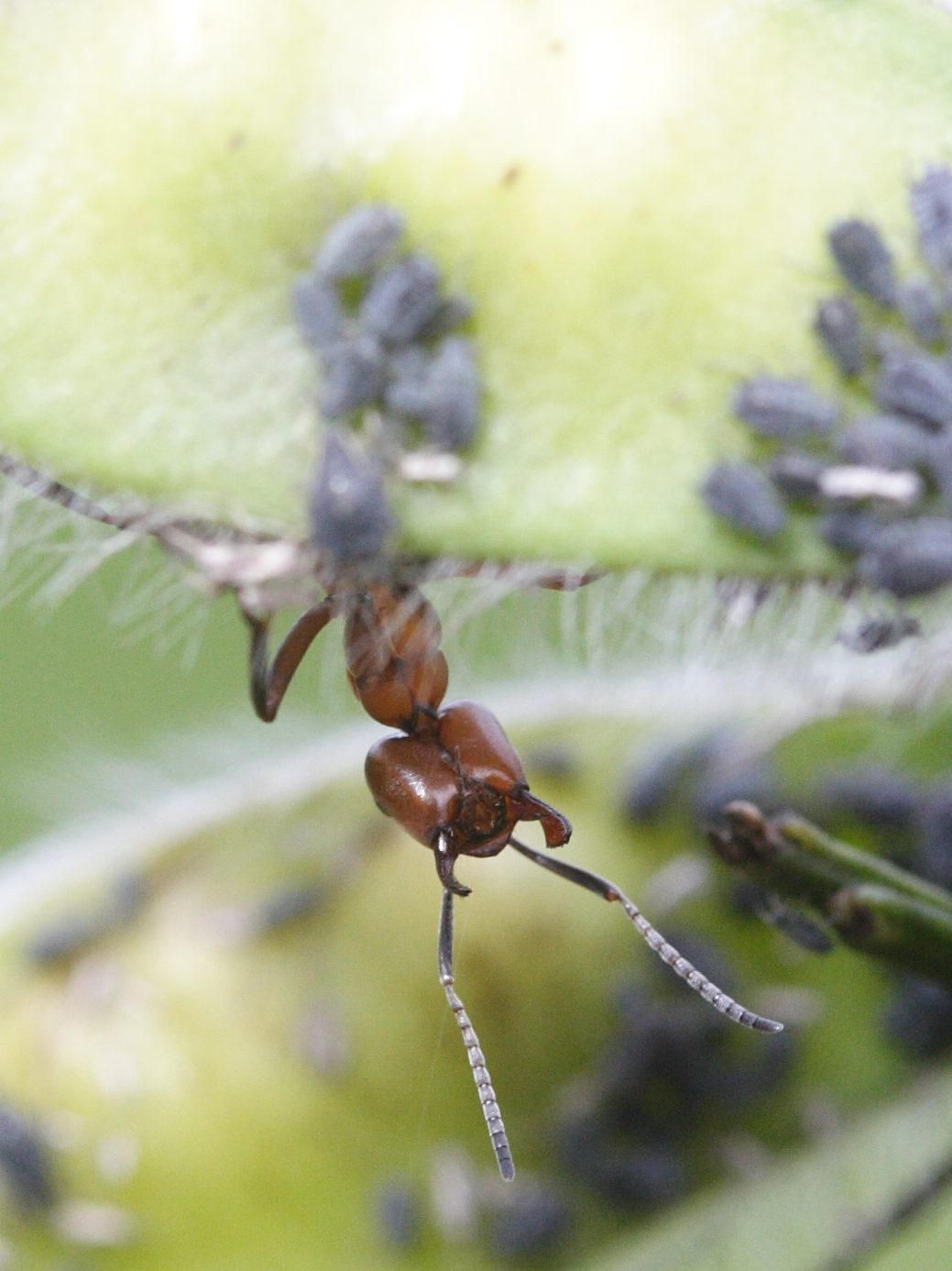 formica_polyctena2md