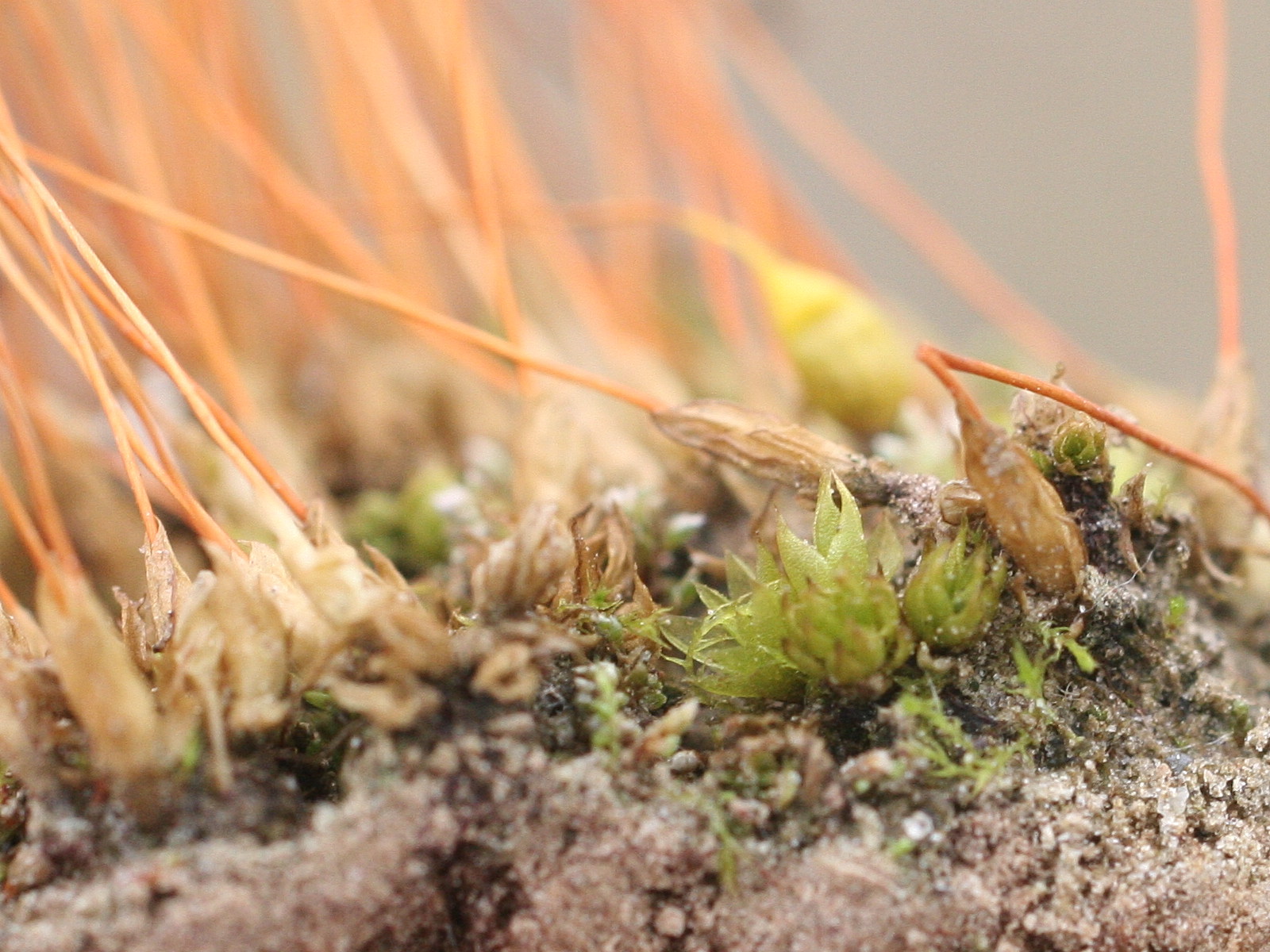 funaria_hygrometrica4md