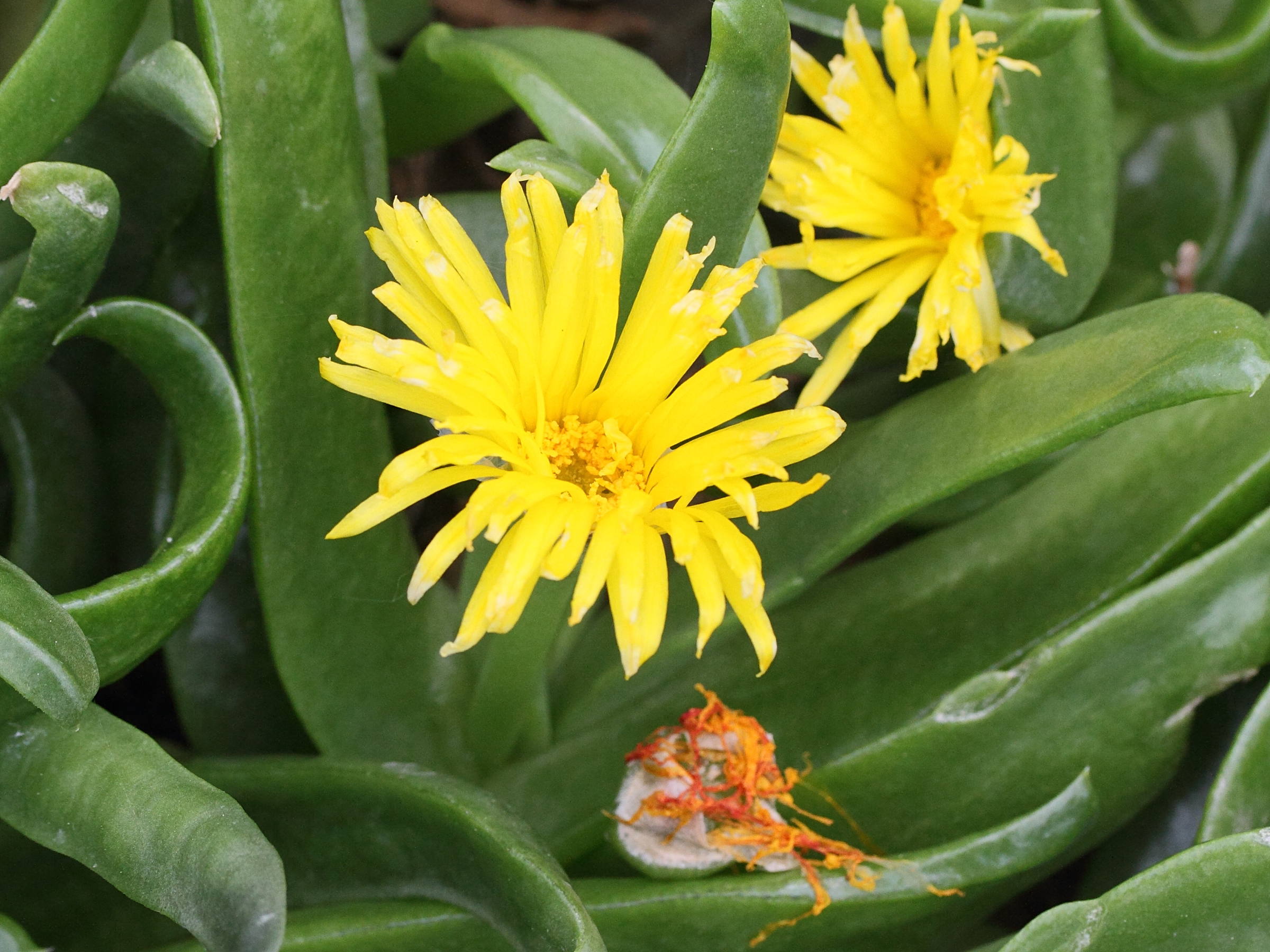 Afficher le média glottiphyllum_longum2md glottiphyllum_longum2md