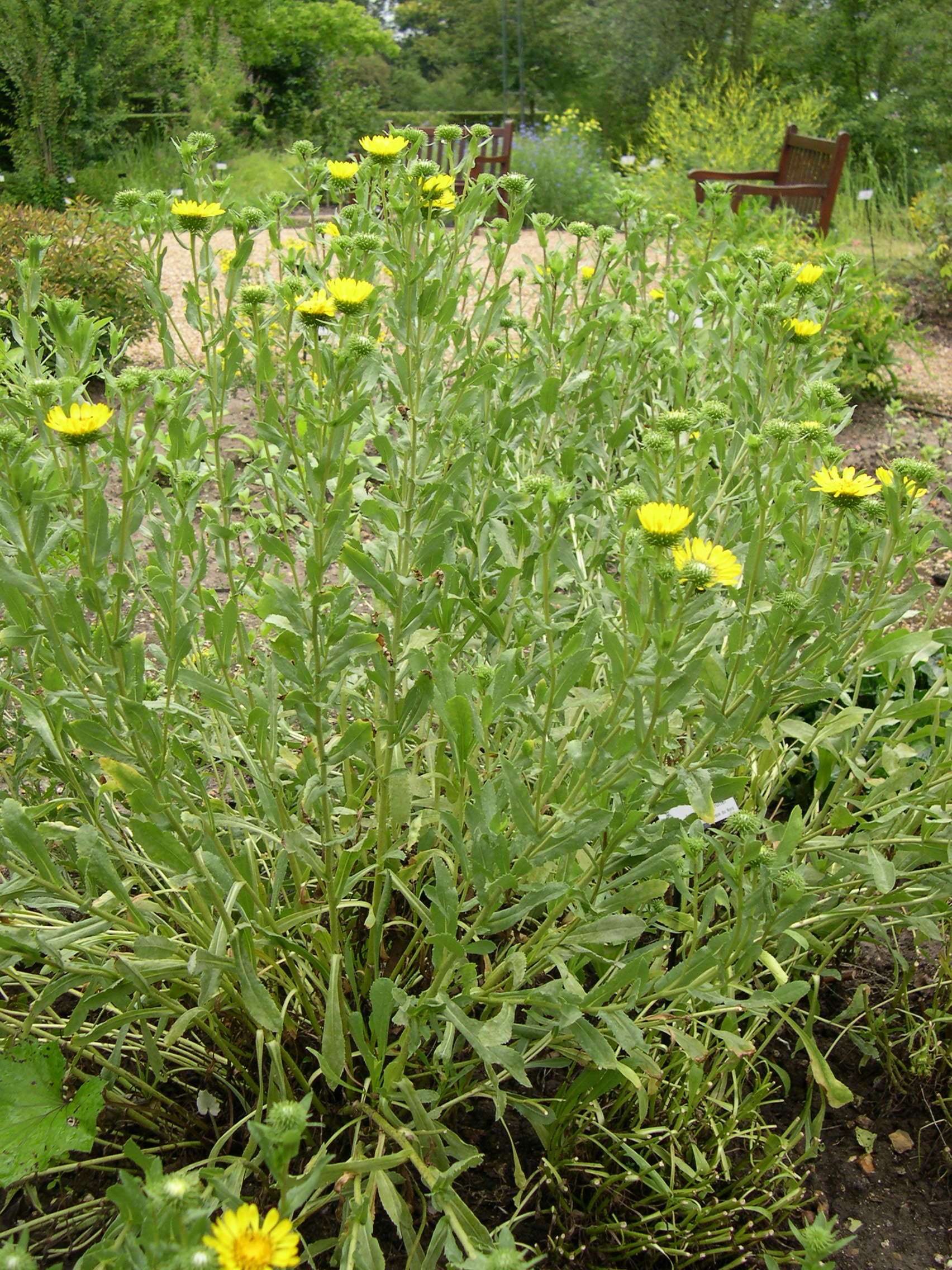 grindelia_robusta1md