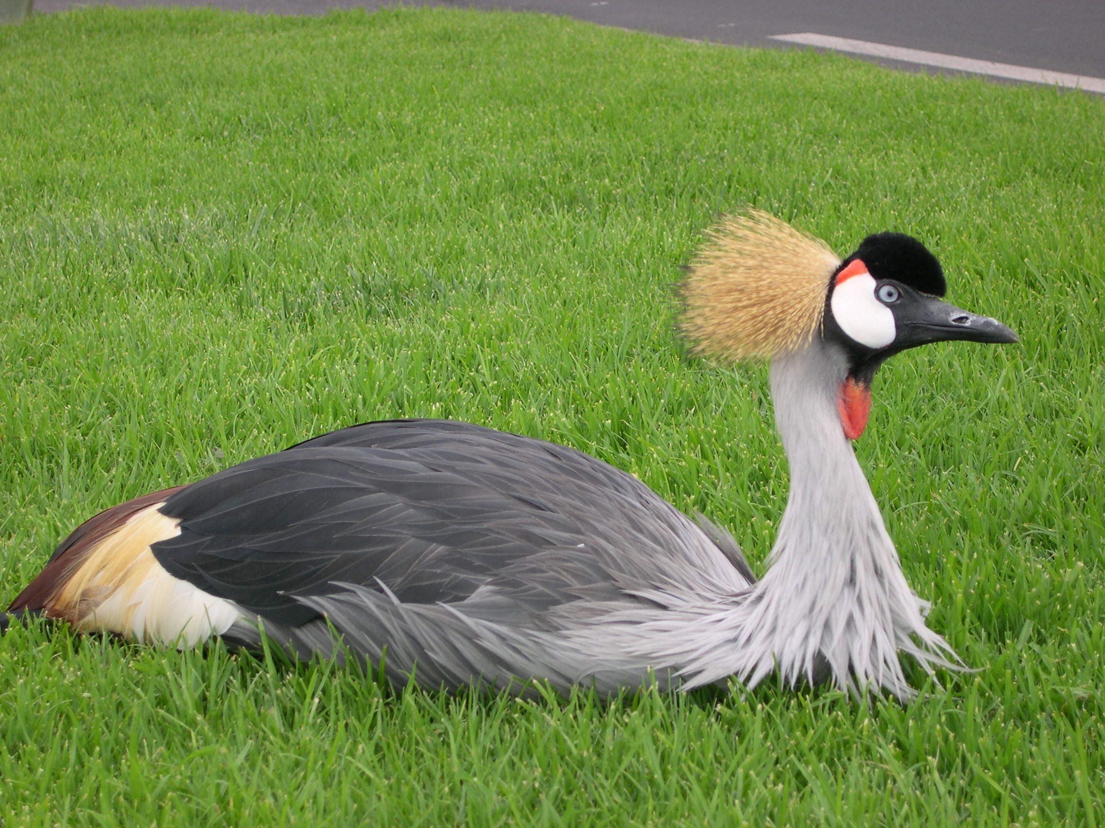 grue_royale_-_balearica_regulorum1fca