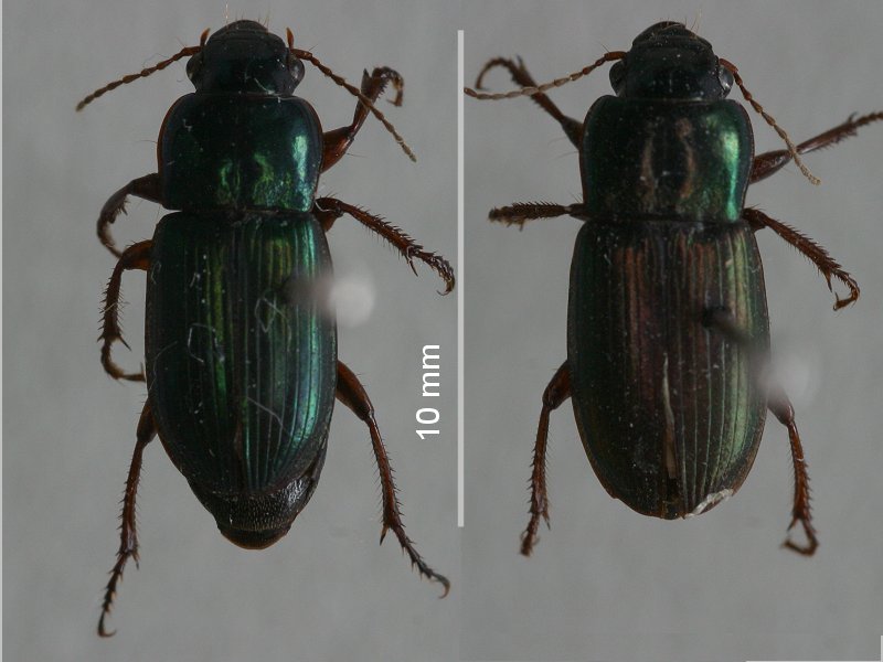 harpalus_affinis1bmd
