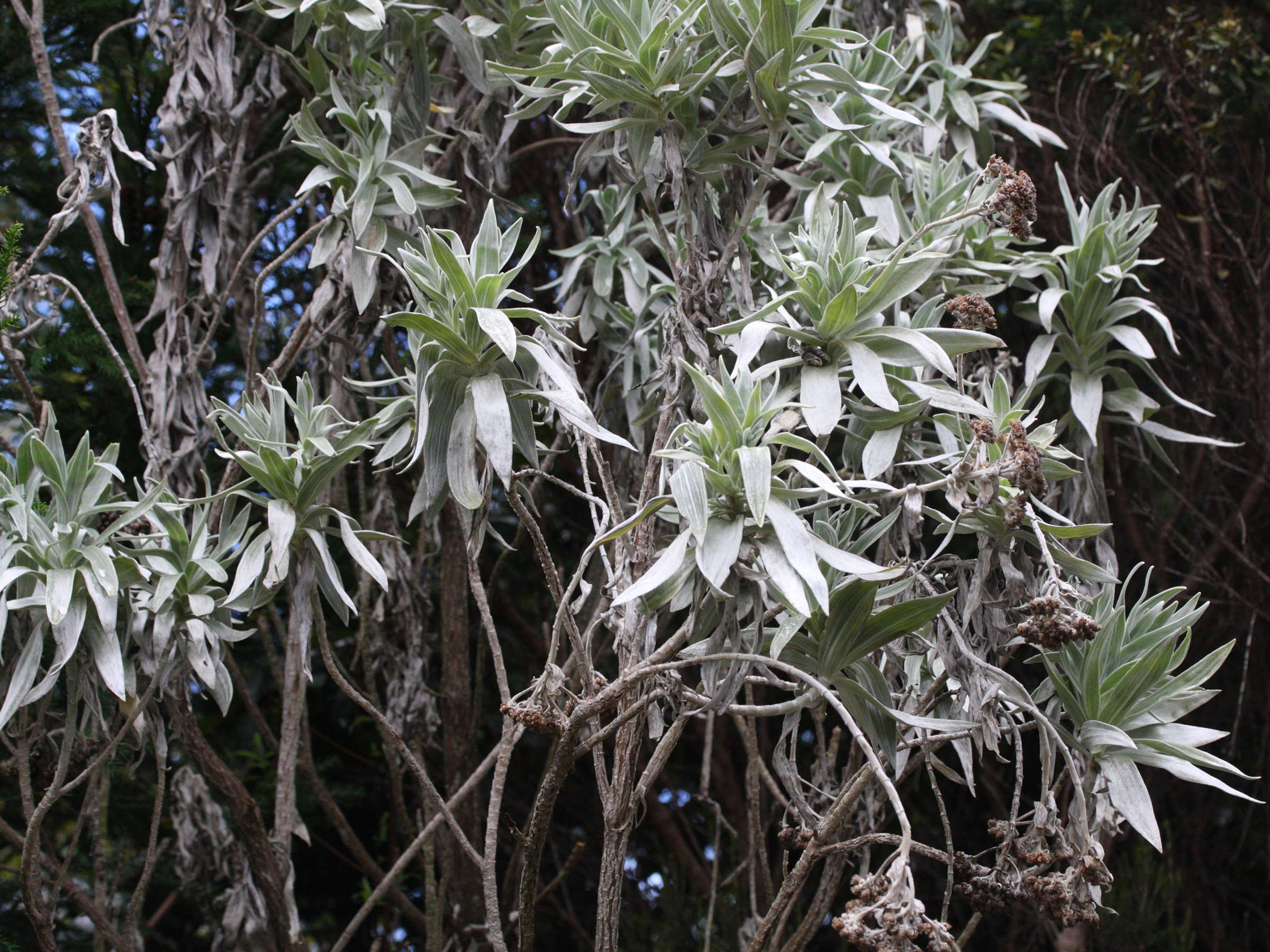 Afficher le média Helichrysum_heliotropifolium Helichrysum_heliotropifolium