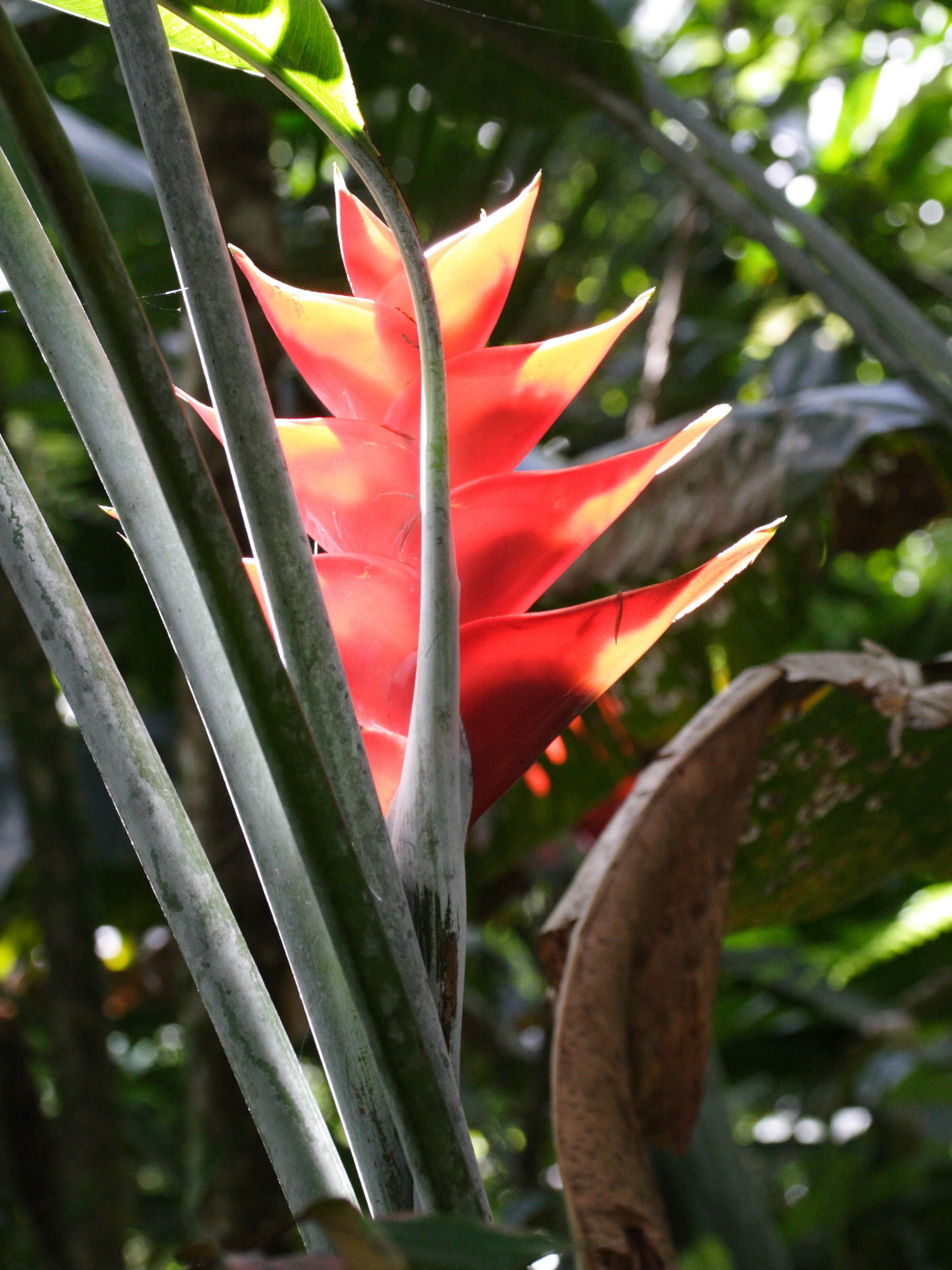 heliconia_caribaea5md