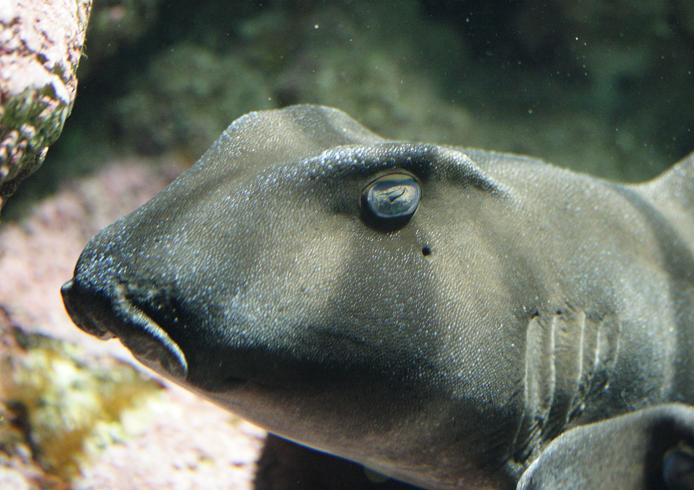 heterodontus_portusjacksoni2md