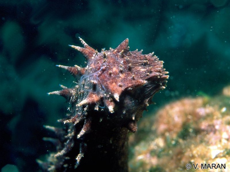 holothuria_tubulosa3vm