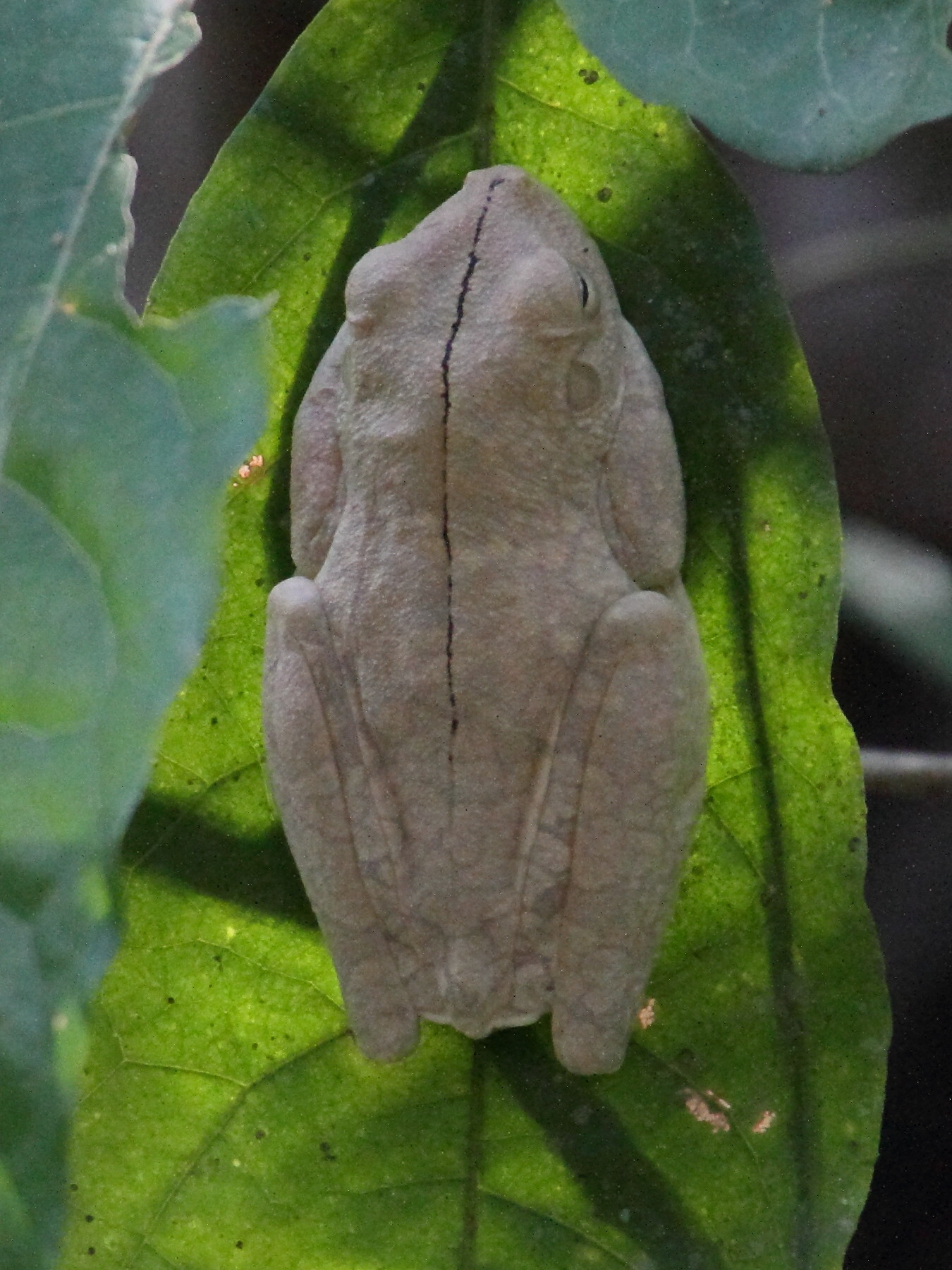 hypsiboas_rosenbergi1md