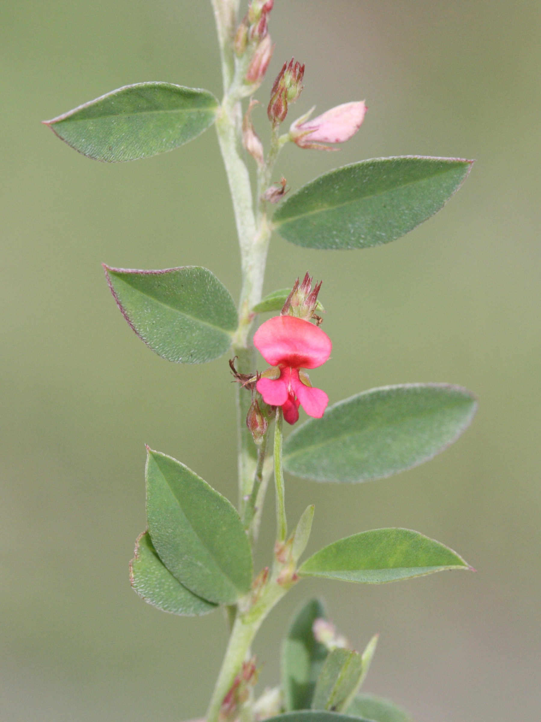 indigofera_linifolia4md