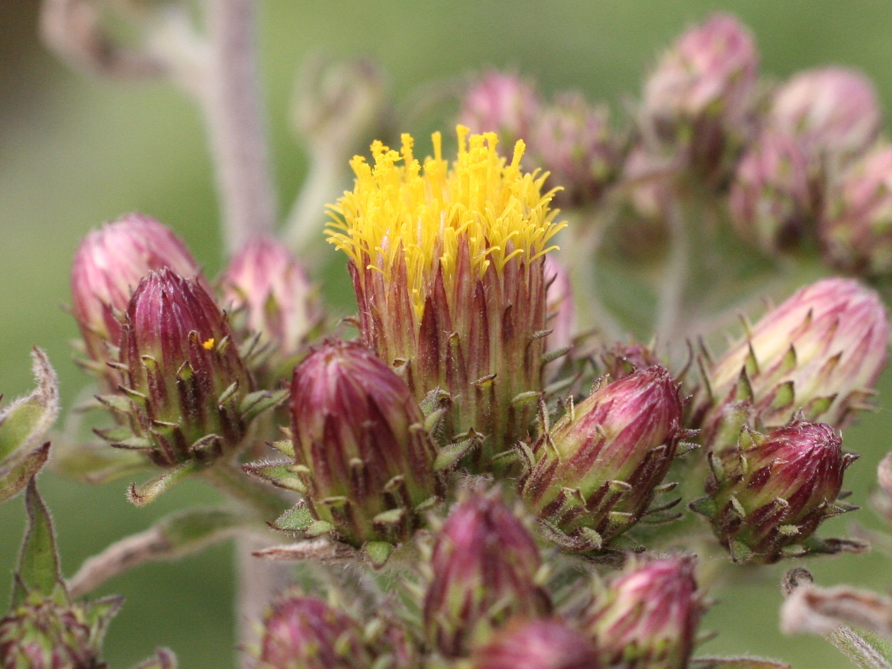 Afficher le média inula_conyza5amd inula_conyza5amd