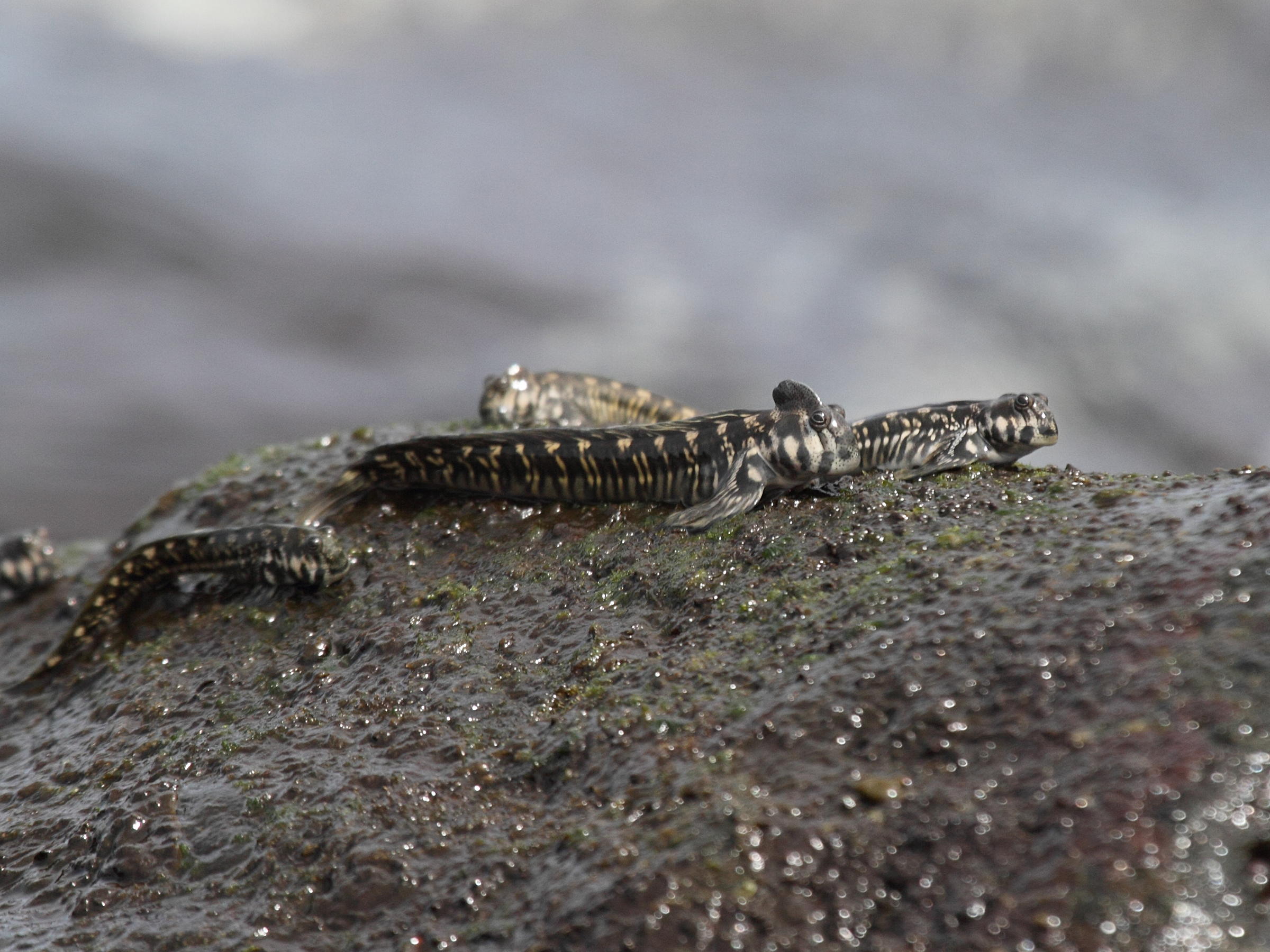 istiblennius_edentulus4bd