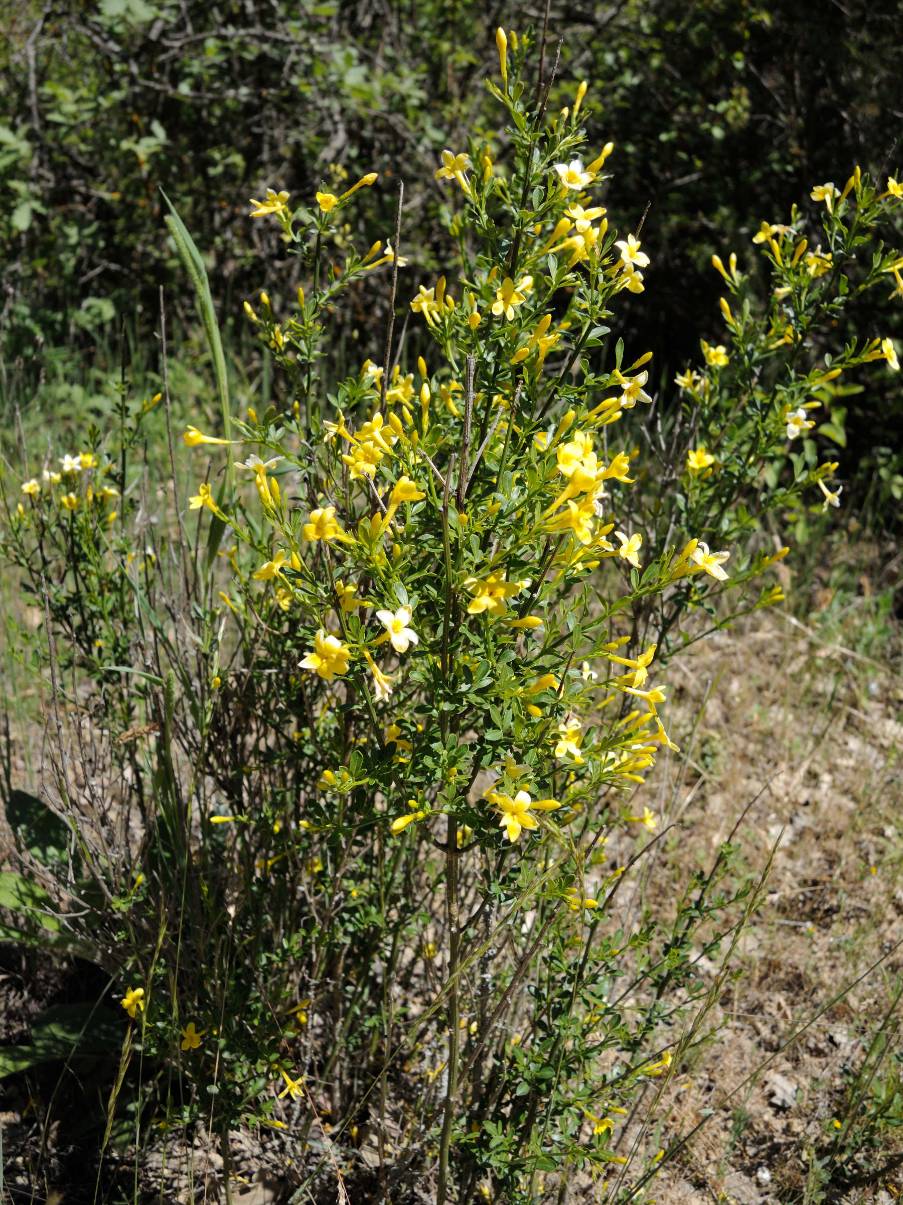 jasminum_fruticans3md