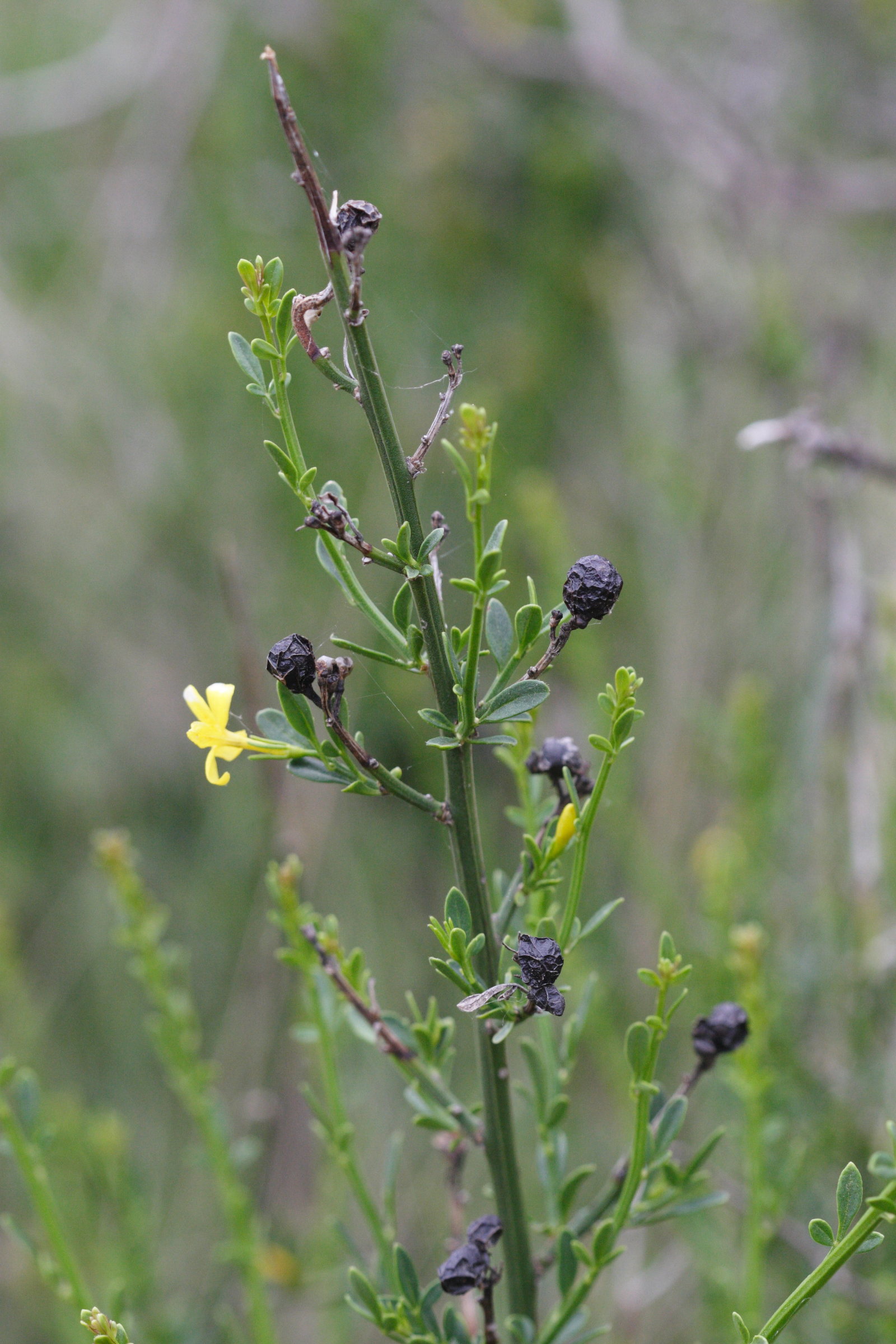 jasminum_fruticans4md