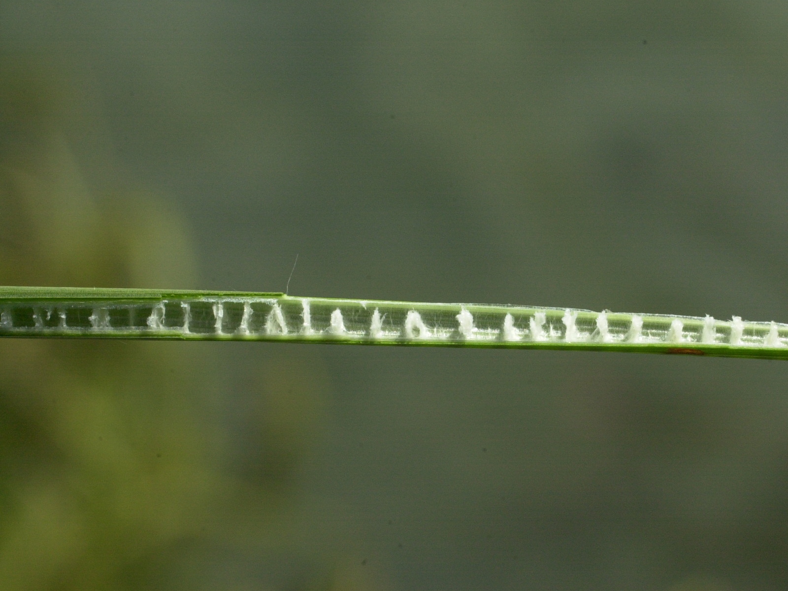 Afficher le média juncus_inflexus3md juncus_inflexus3md