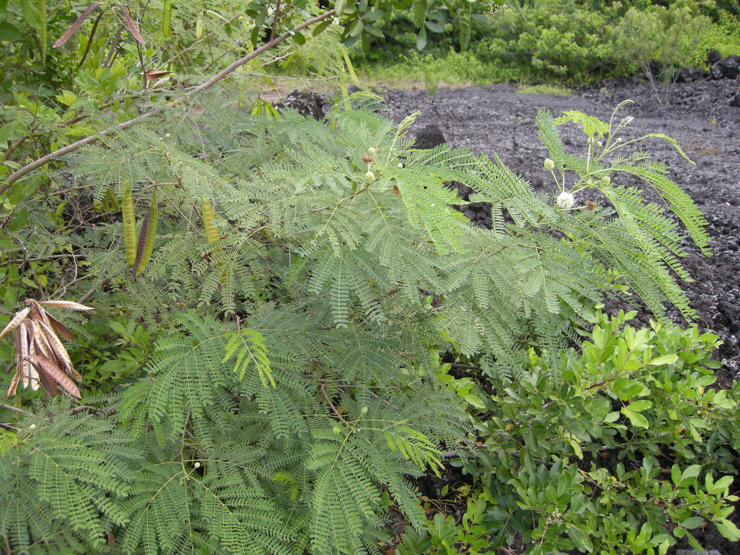 leucaena_leucocephala1md