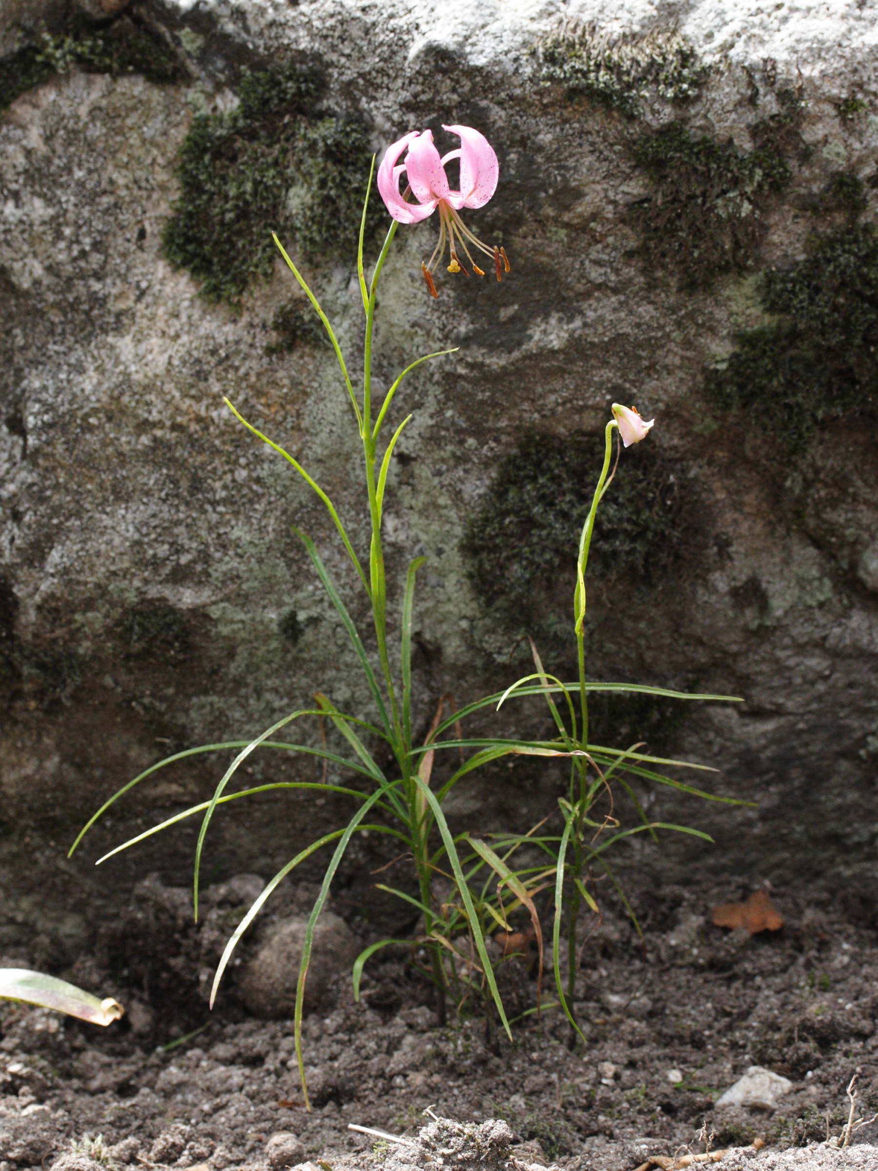 lilium_cernuum1md