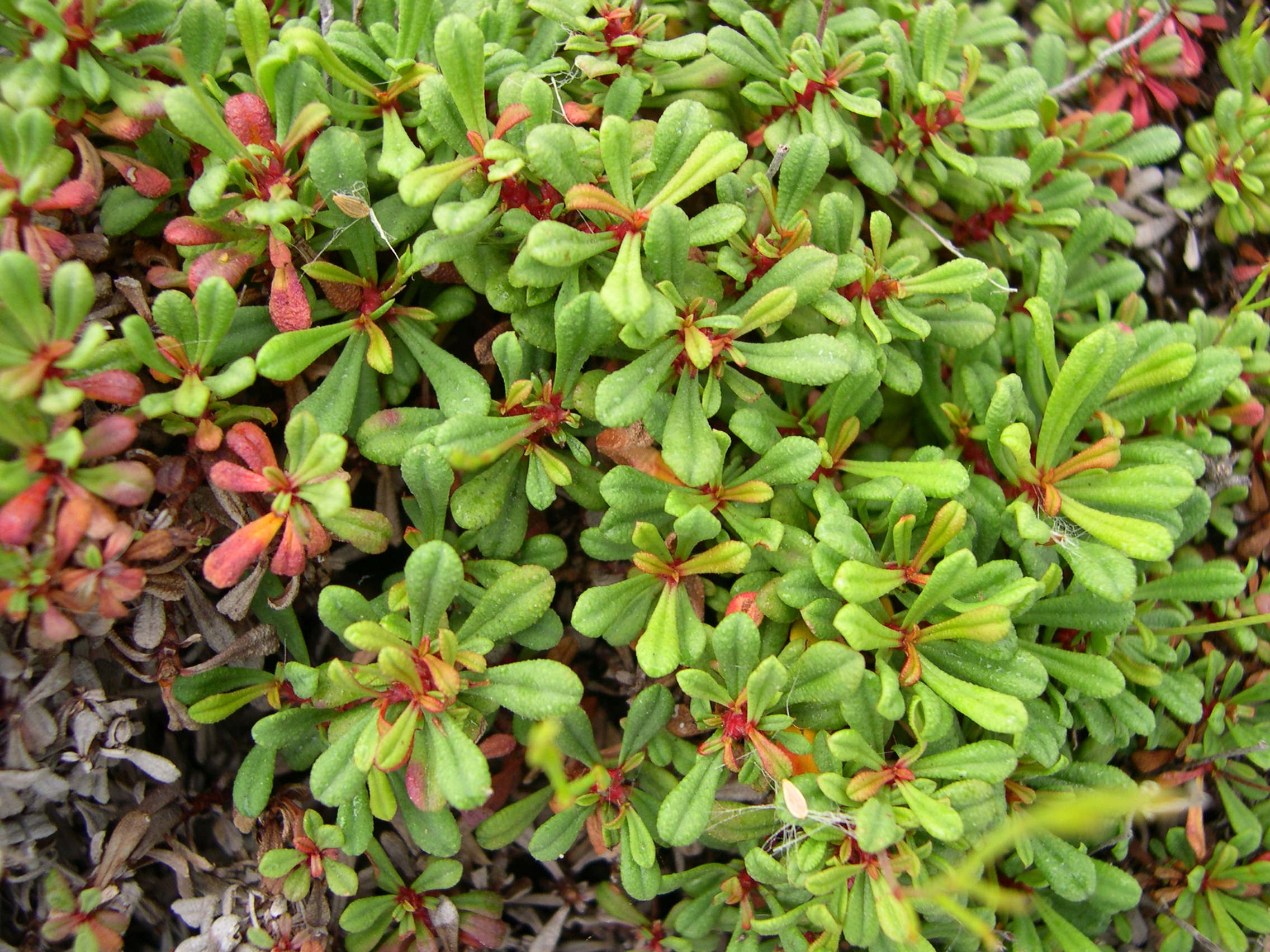 Afficher le média limonium_pseudominutum2md limonium_pseudominutum2md