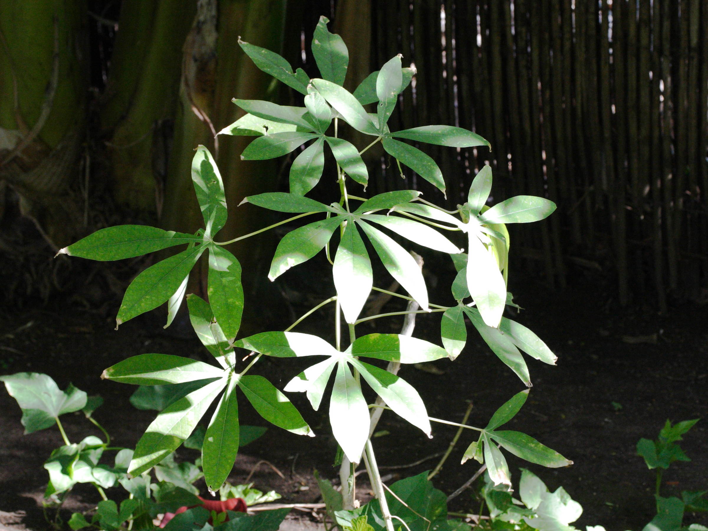 Afficher le média manihot_esculenta2md manihot_esculenta2md