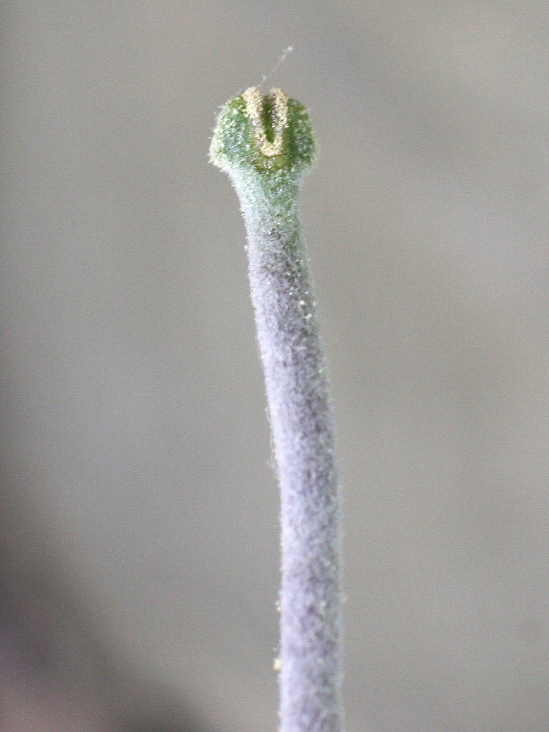 Afficher le média matthiola_incana4md matthiola_incana4md