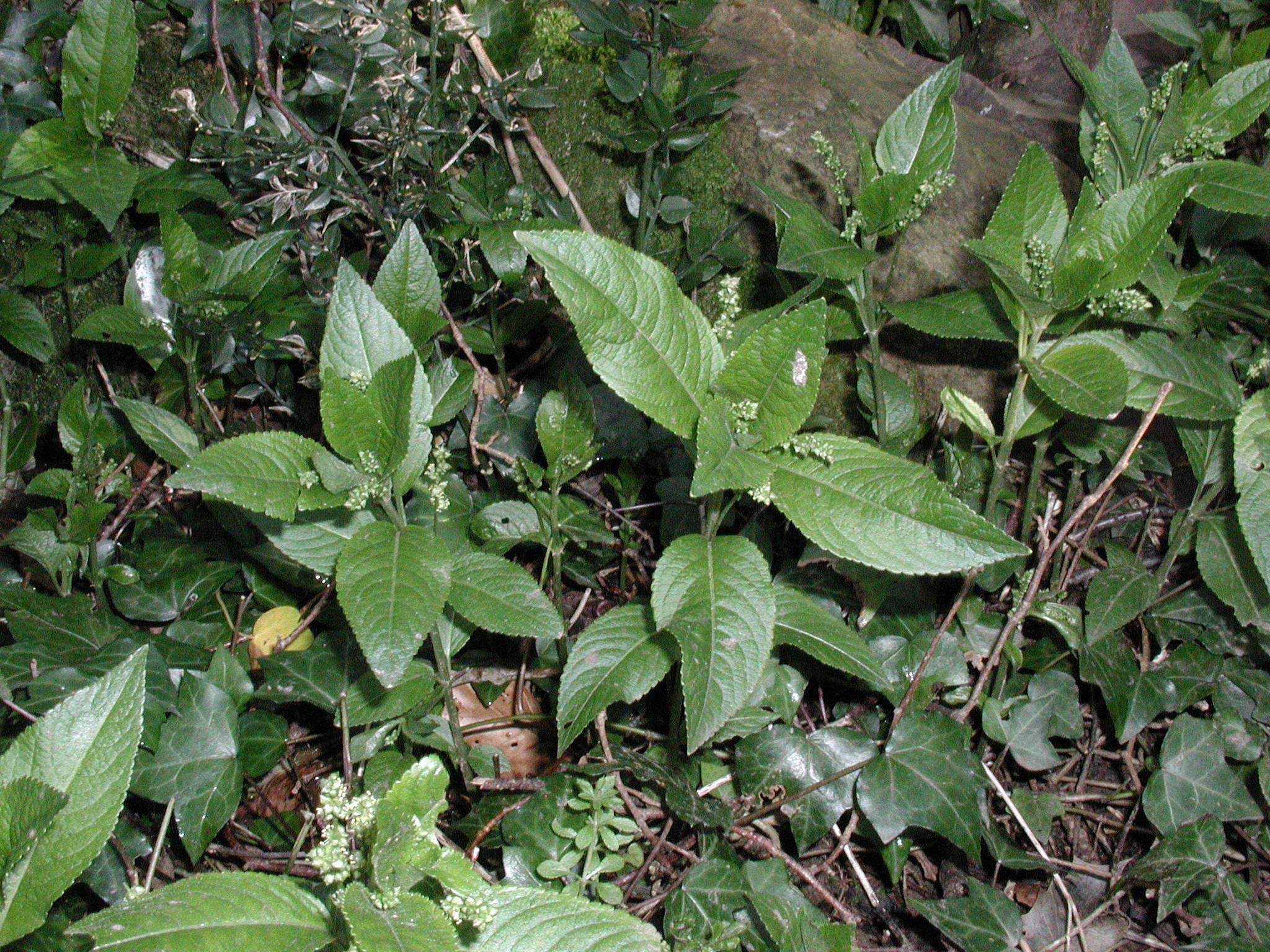 Afficher le média mercurialis_perennis1md mercurialis_perennis1md