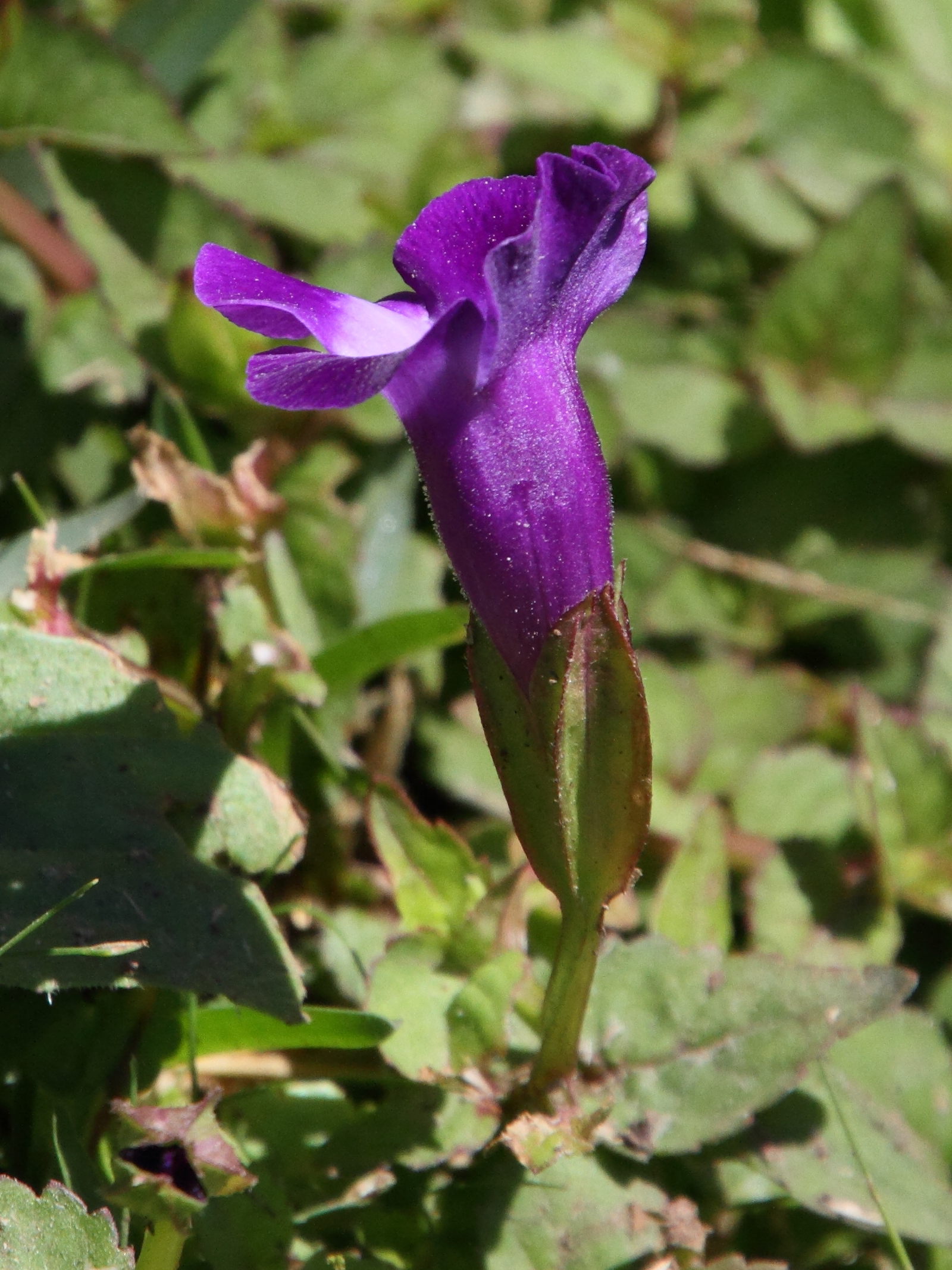 monopyle_puberula3md