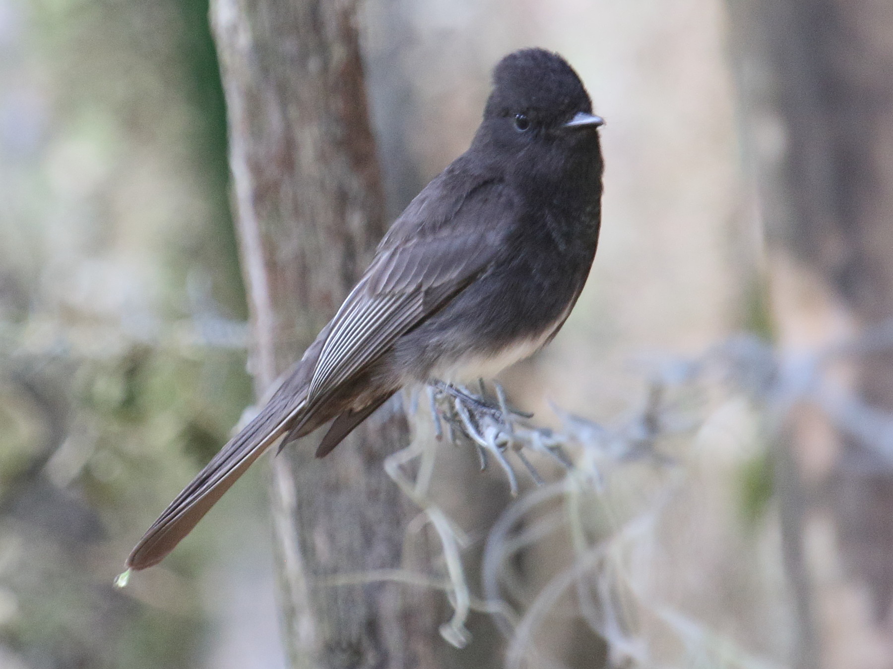 moucherolle_noir_-_sayornis_nigricans3bd