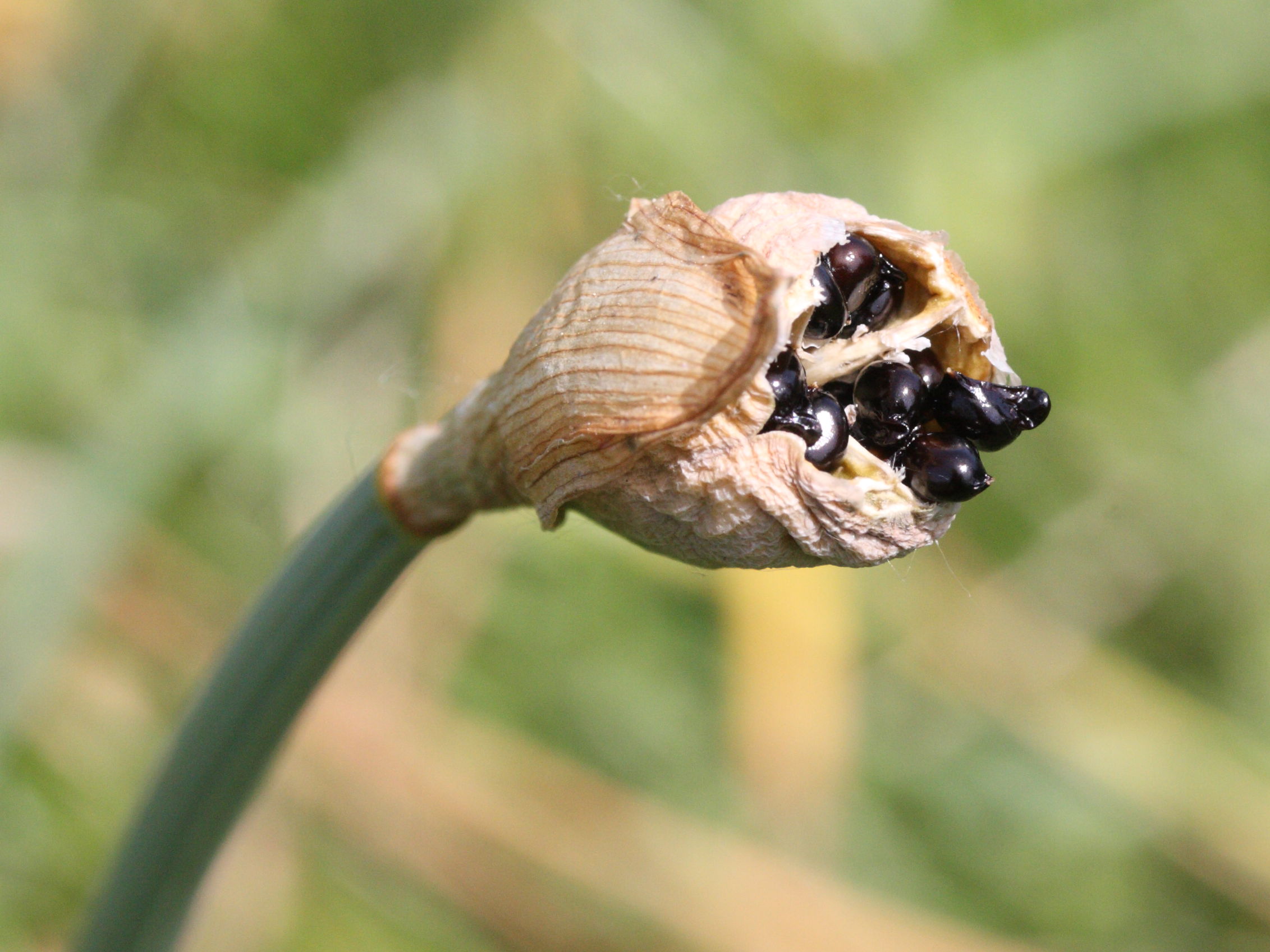 narcissus_pseudonarcissus6md