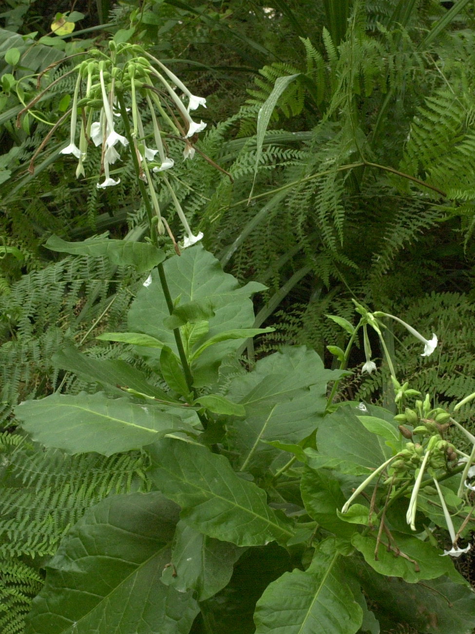 nicotiana_sylvestris2md