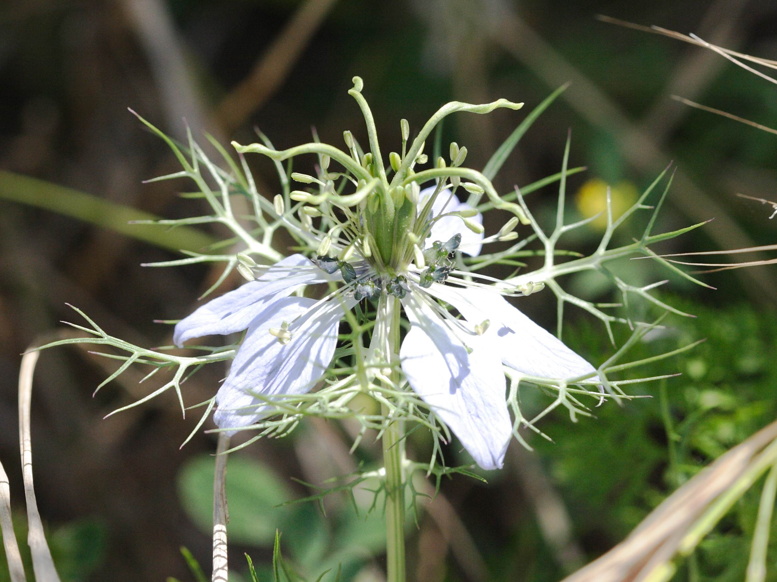 nigella_damascena9md