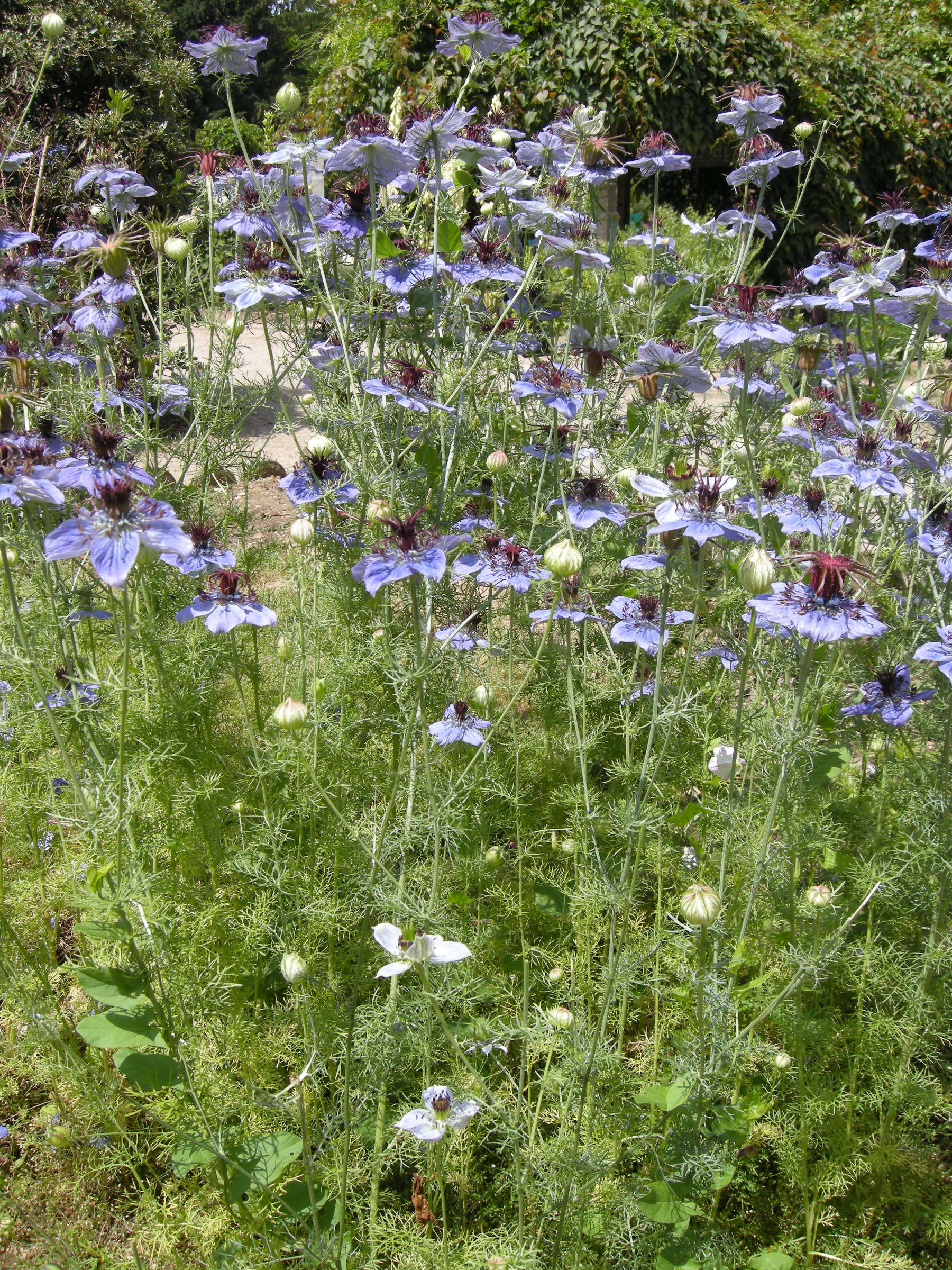 nigella_hispanica1md