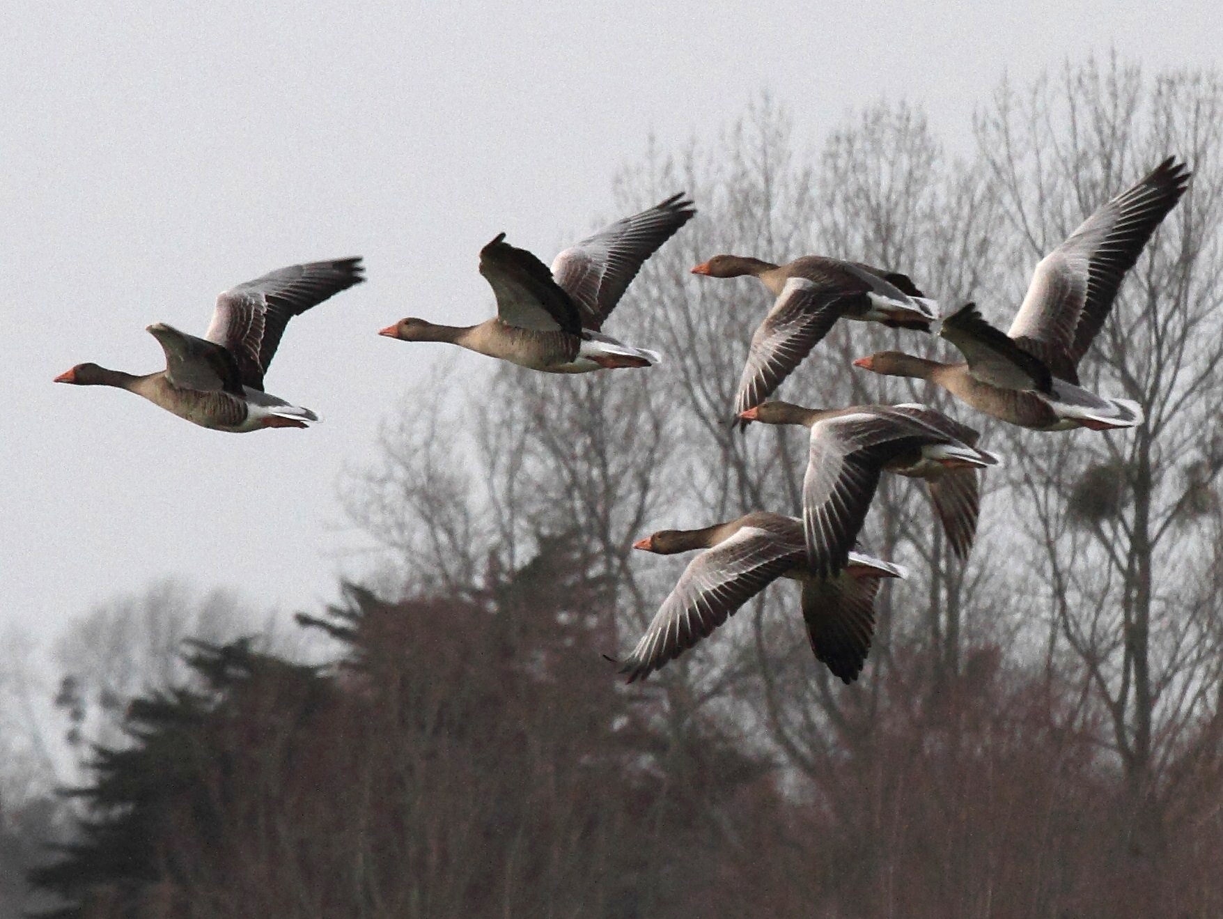 oie_cendree_-_anser_anser6bd