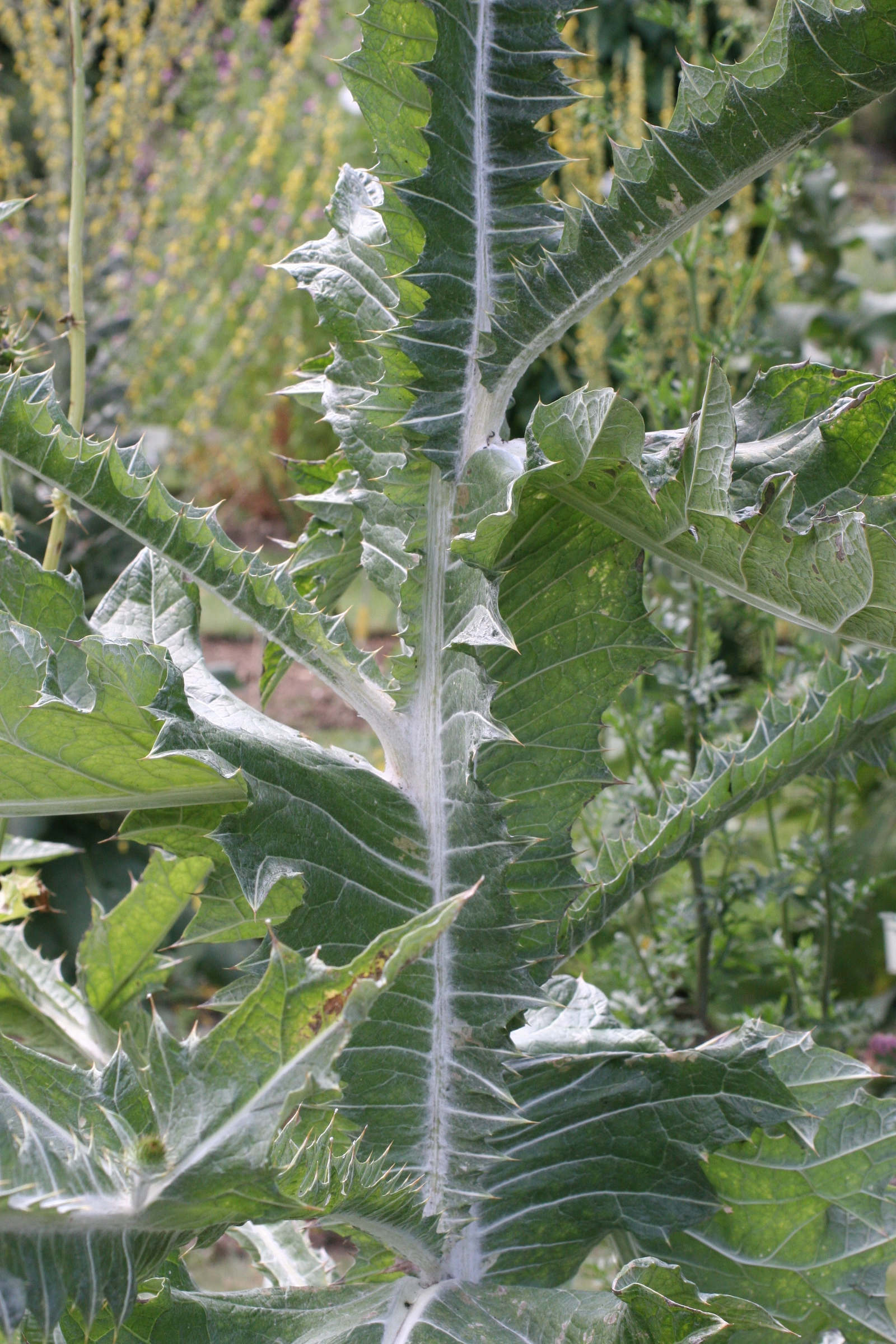 Afficher le média onopordum_acanthium4md onopordum_acanthium4md