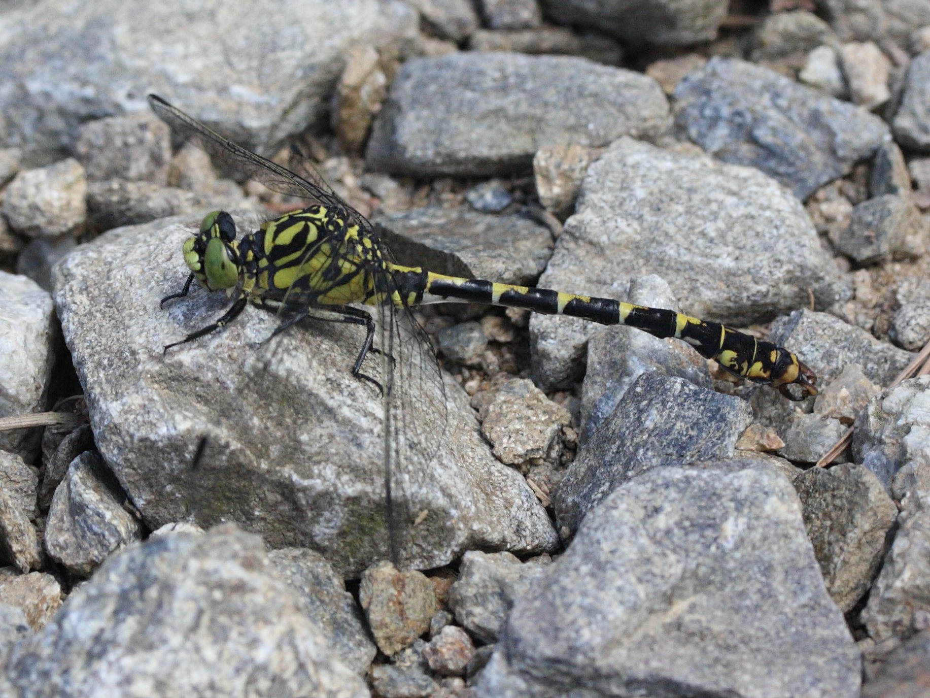 onychogomphus_forcipatus2md