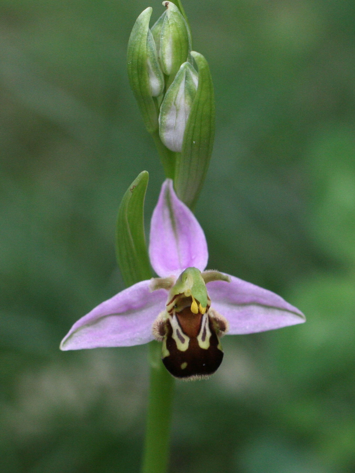 Afficher le média ophrys_apifera5md ophrys_apifera5md