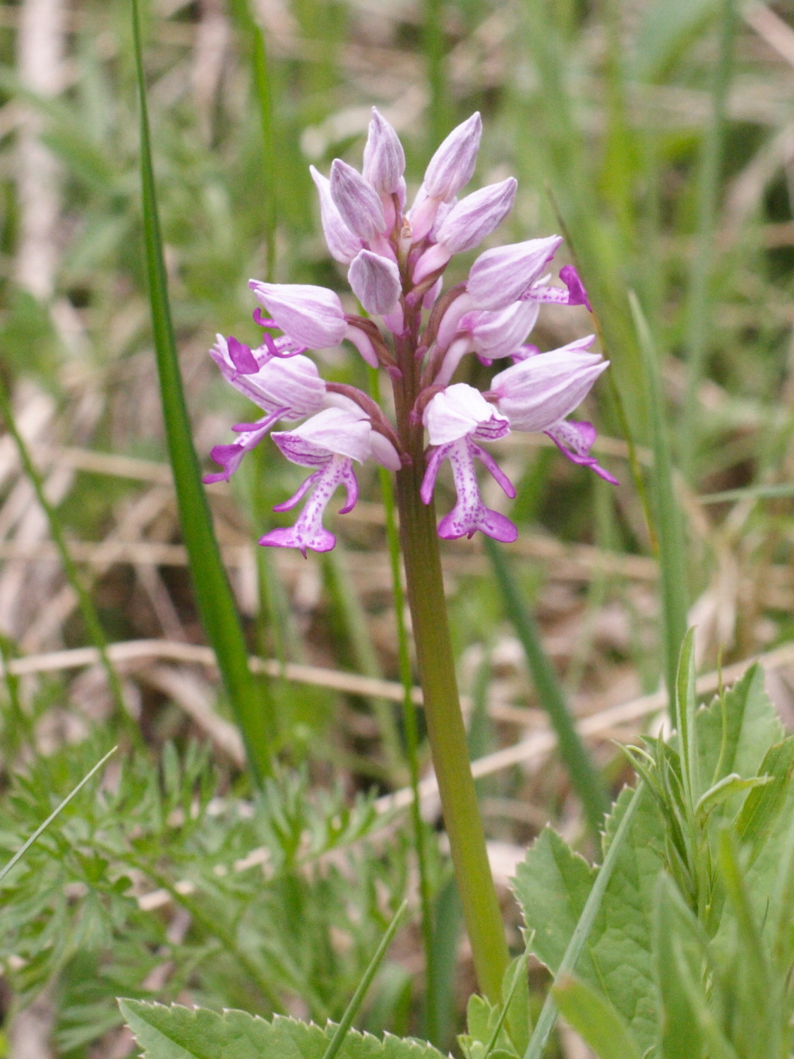 Afficher le média orchis_militaris4md orchis_militaris4md