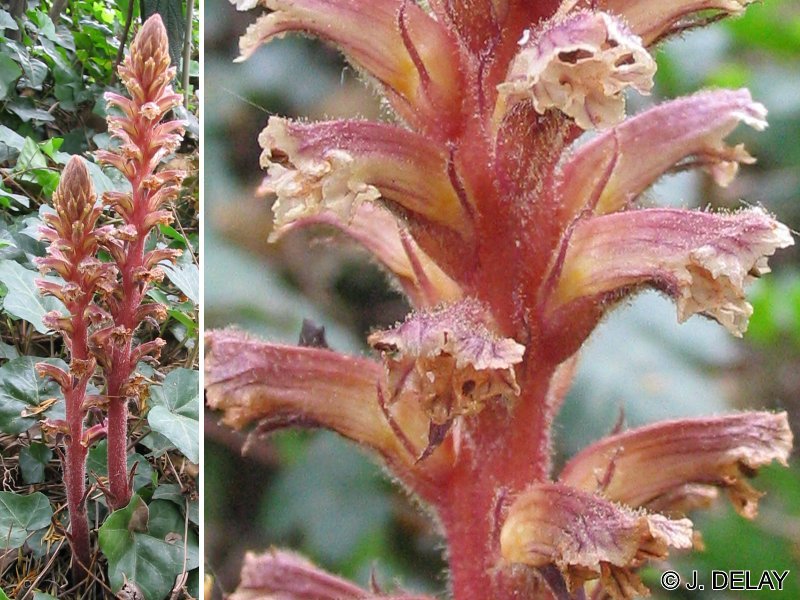Afficher le média orobanche_hederae1jd orobanche_hederae1jd