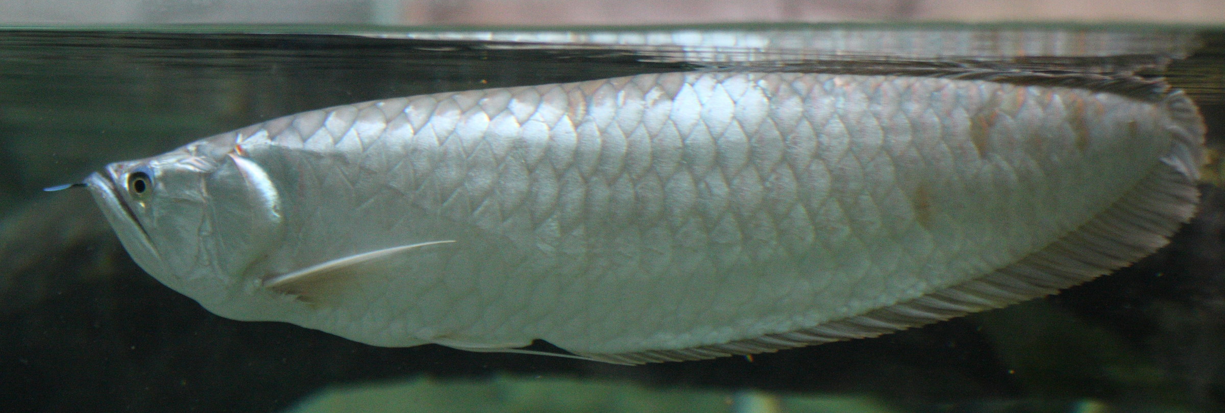 Afficher le média osteoglossum_bicirrhosum1bd osteoglossum_bicirrhosum1bd