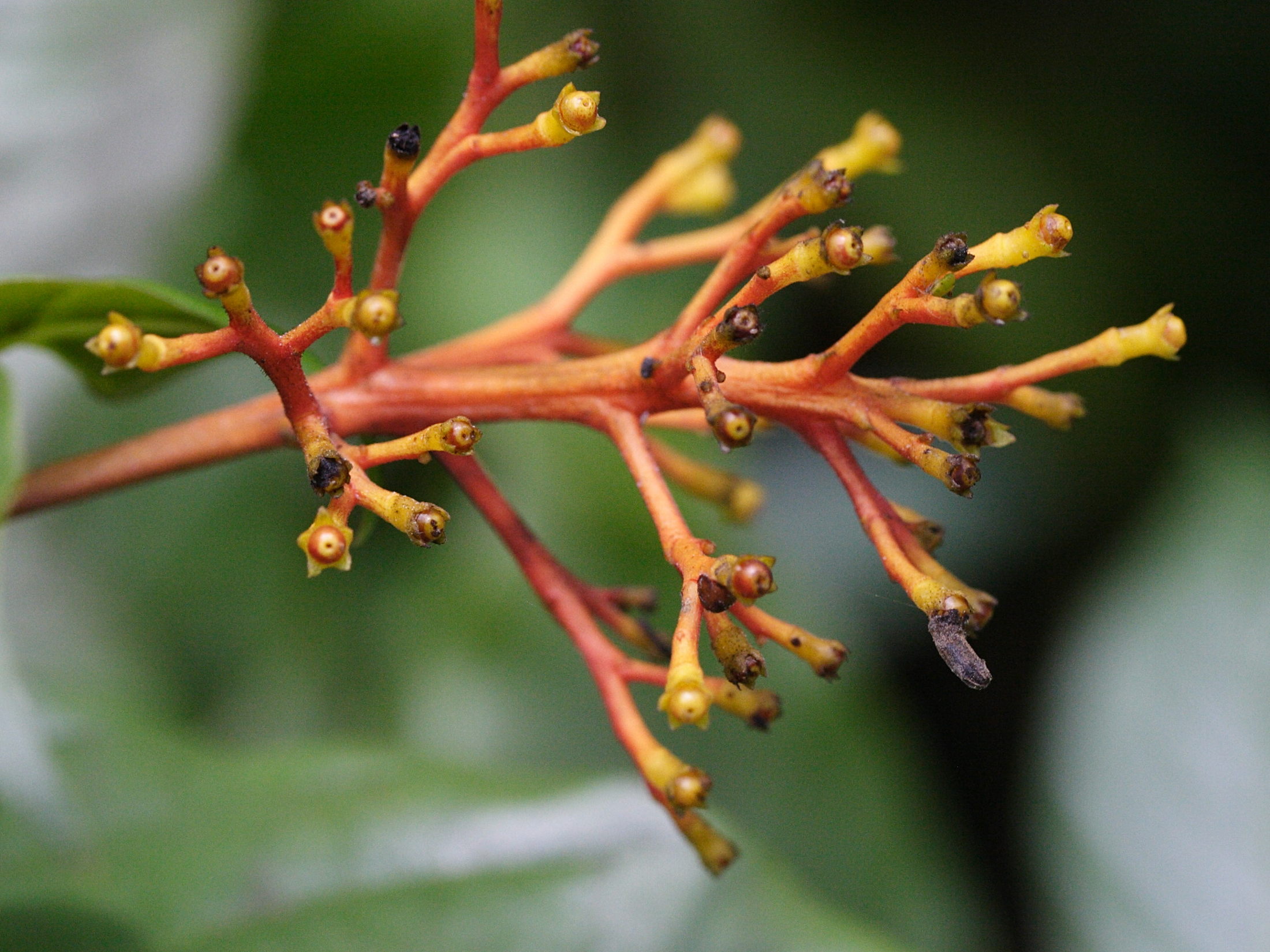 Afficher le média palicourea_crocea2md palicourea_crocea2md