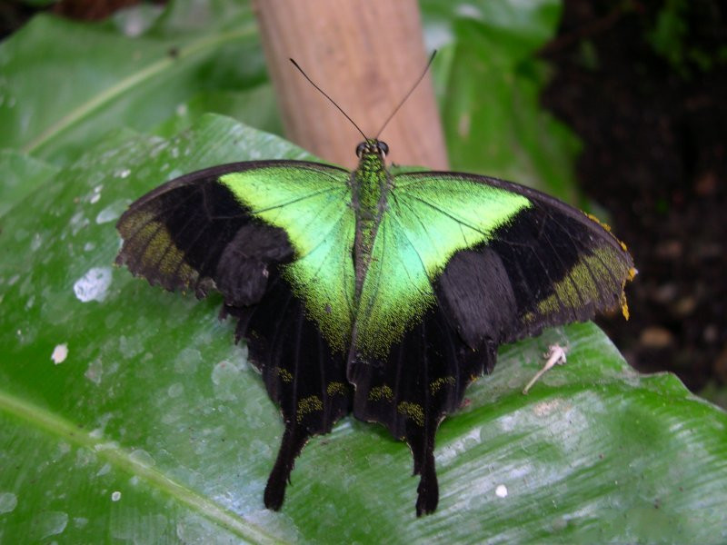 papilio_peranthus1fca